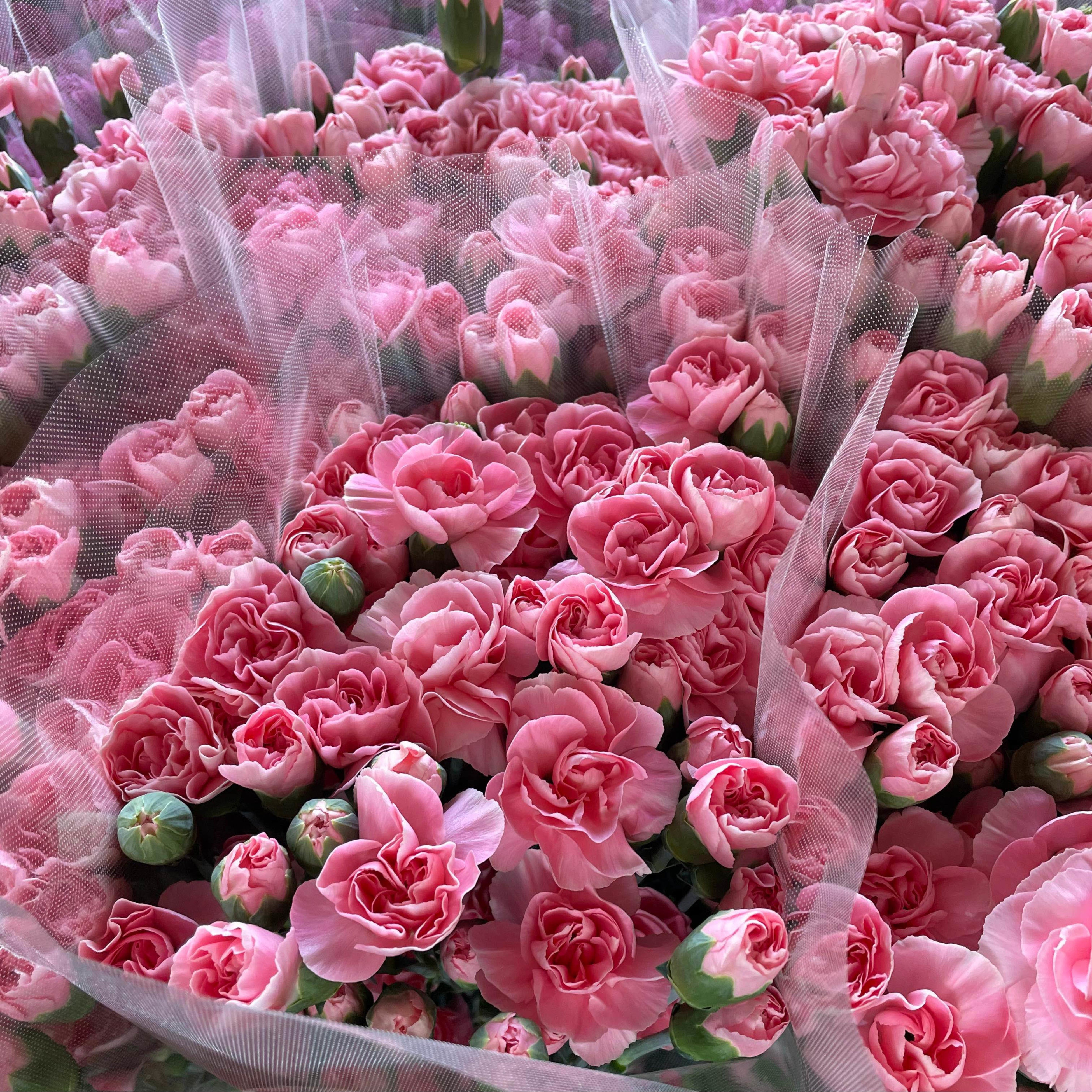 宮城県産名取市の栽培農家『菅井園芸』のカーネーション