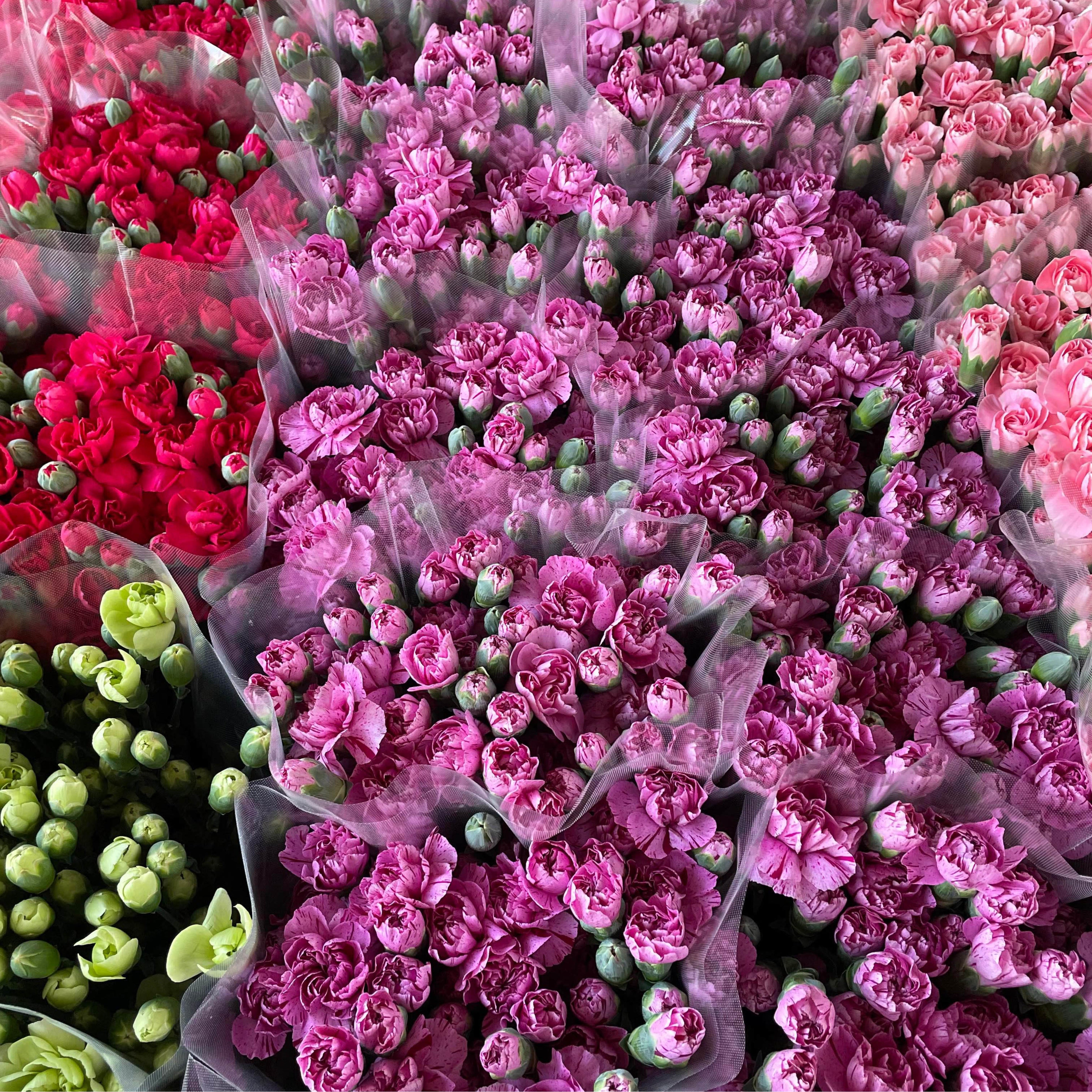 宮城県産名取市の栽培農家『菅井園芸』のカーネーション