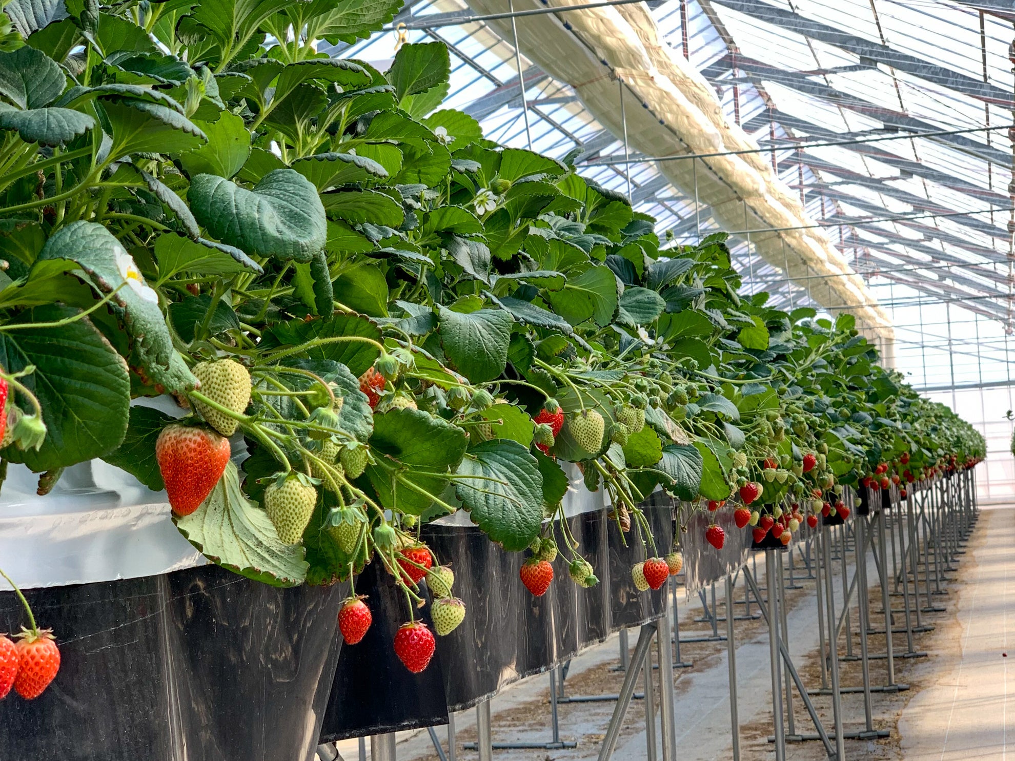 ICHIBIKOの1月15日の“いちごの日”テーマは「いちごだらけ」/ いちごの