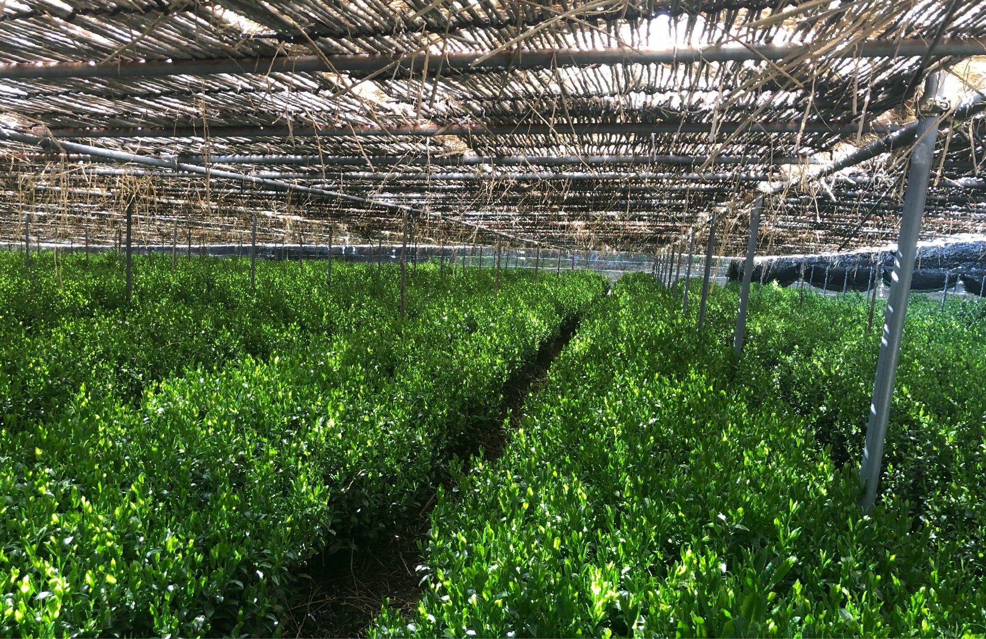 緑のまぶしい宇治のお茶畑