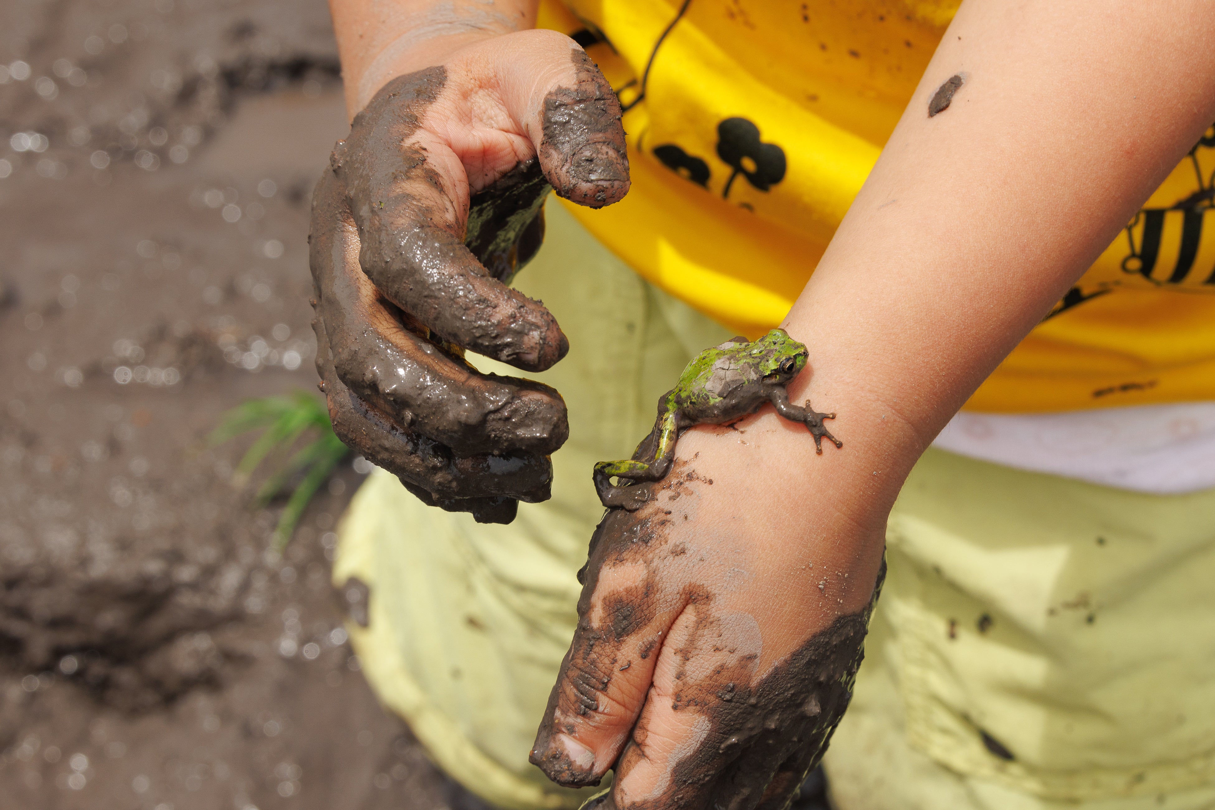カエルとふれあう子ども