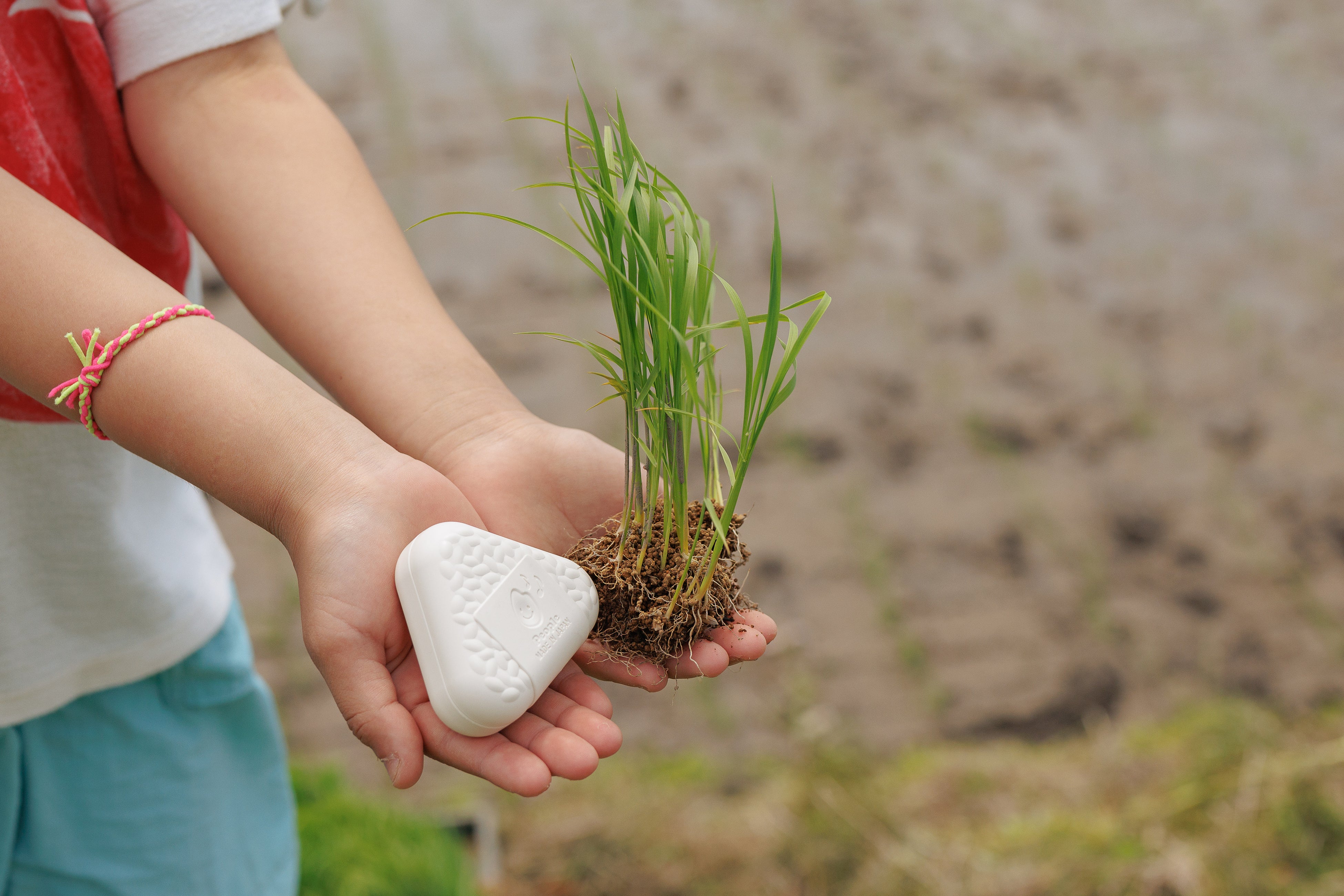 苗から「お米のおもちゃ」へと