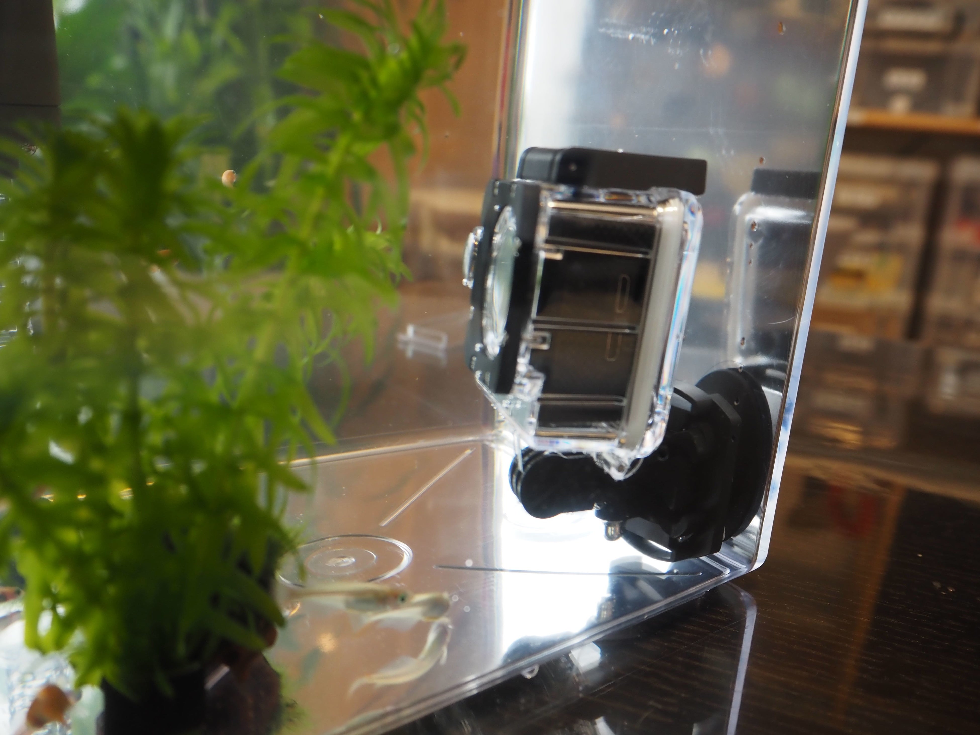 水槽の中に水中カメラを設置した様子。水中で使っても錆びは発生しないため安心です。