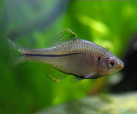 タナゴ4 タナゴ4