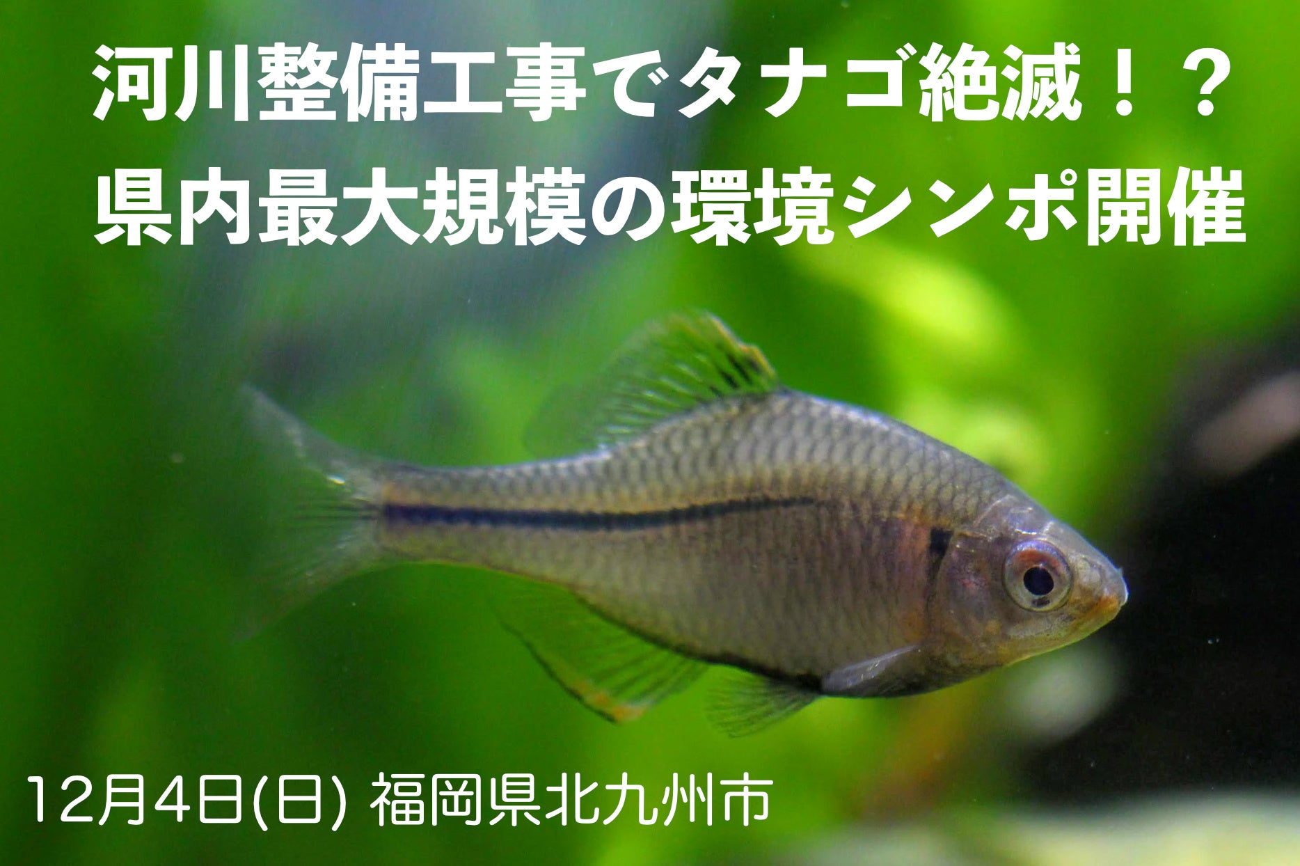 タナゴ4 タナゴ4 タナゴ4