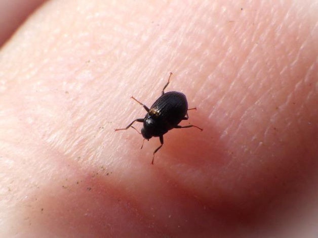 タイプ産地「小倉」で 1959 年以来、63 年ぶりの再発見! 全国的