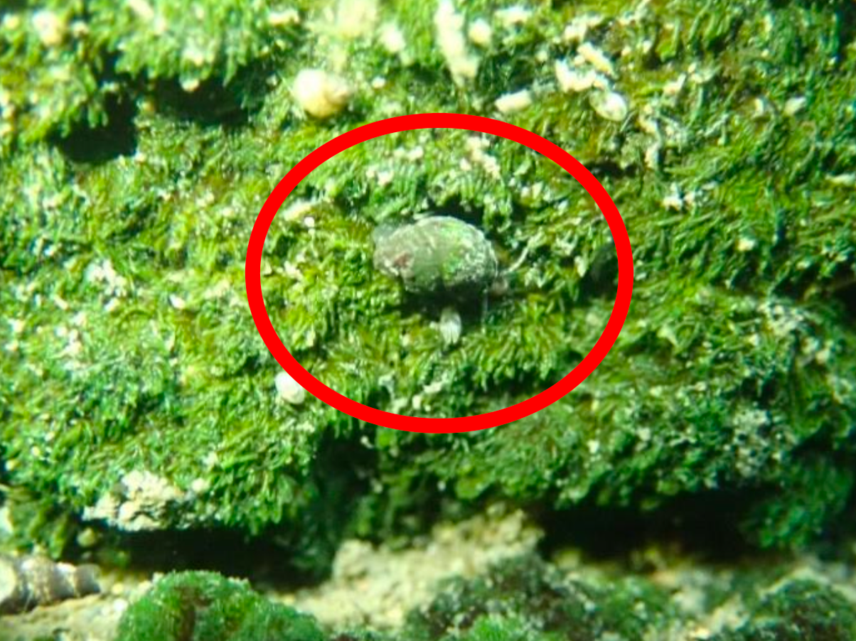 m*g様 激レア　美品　大分県産　蓋付き　オンセンゴマツボ m*g様 激レア 美品 大分県産 蓋付き オンセンゴマツボ 激レア 美