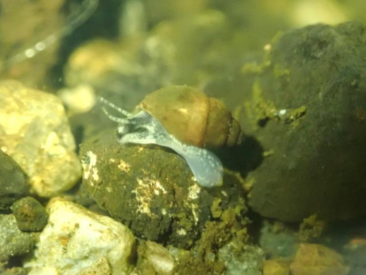 オンセンゴマツボ生体