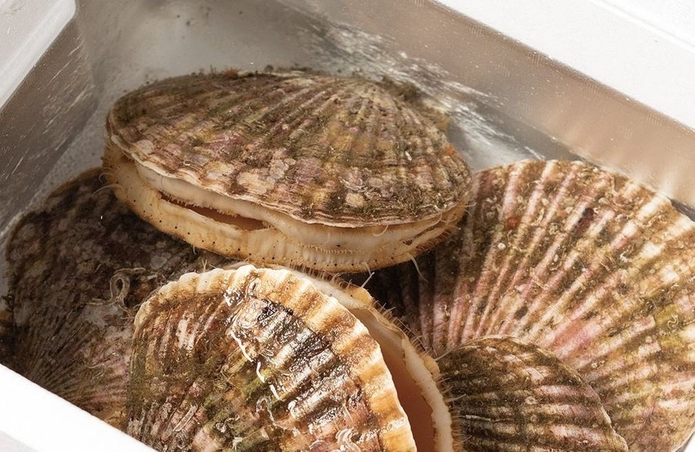 空を泳ぐ ホタテ 三陸から香港 アメリカ シンガポール タイなど 海外への輸出累計数量が7 777枚を突破 一般社団法人東の食の会のプレスリリース