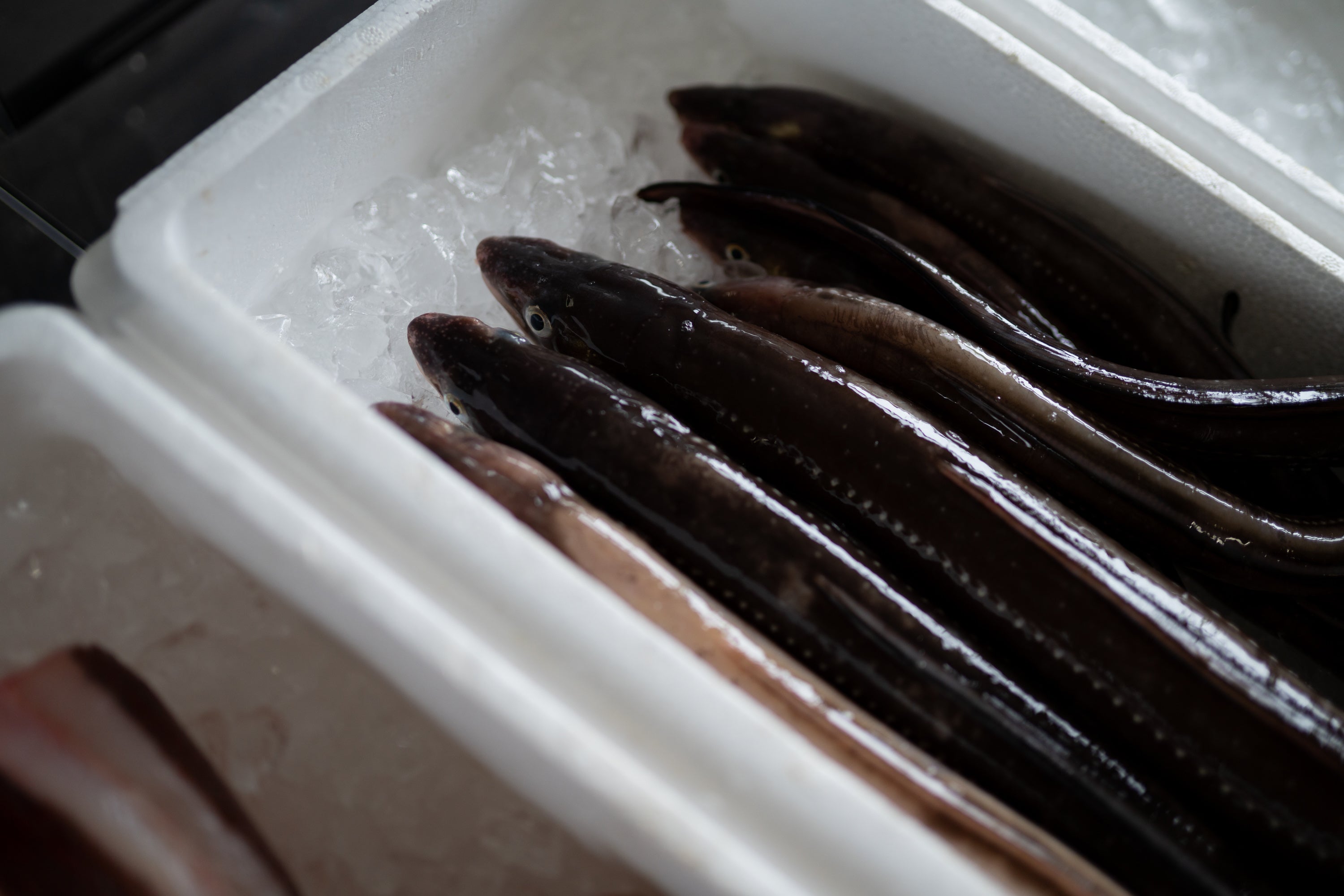 いわき産アナゴ