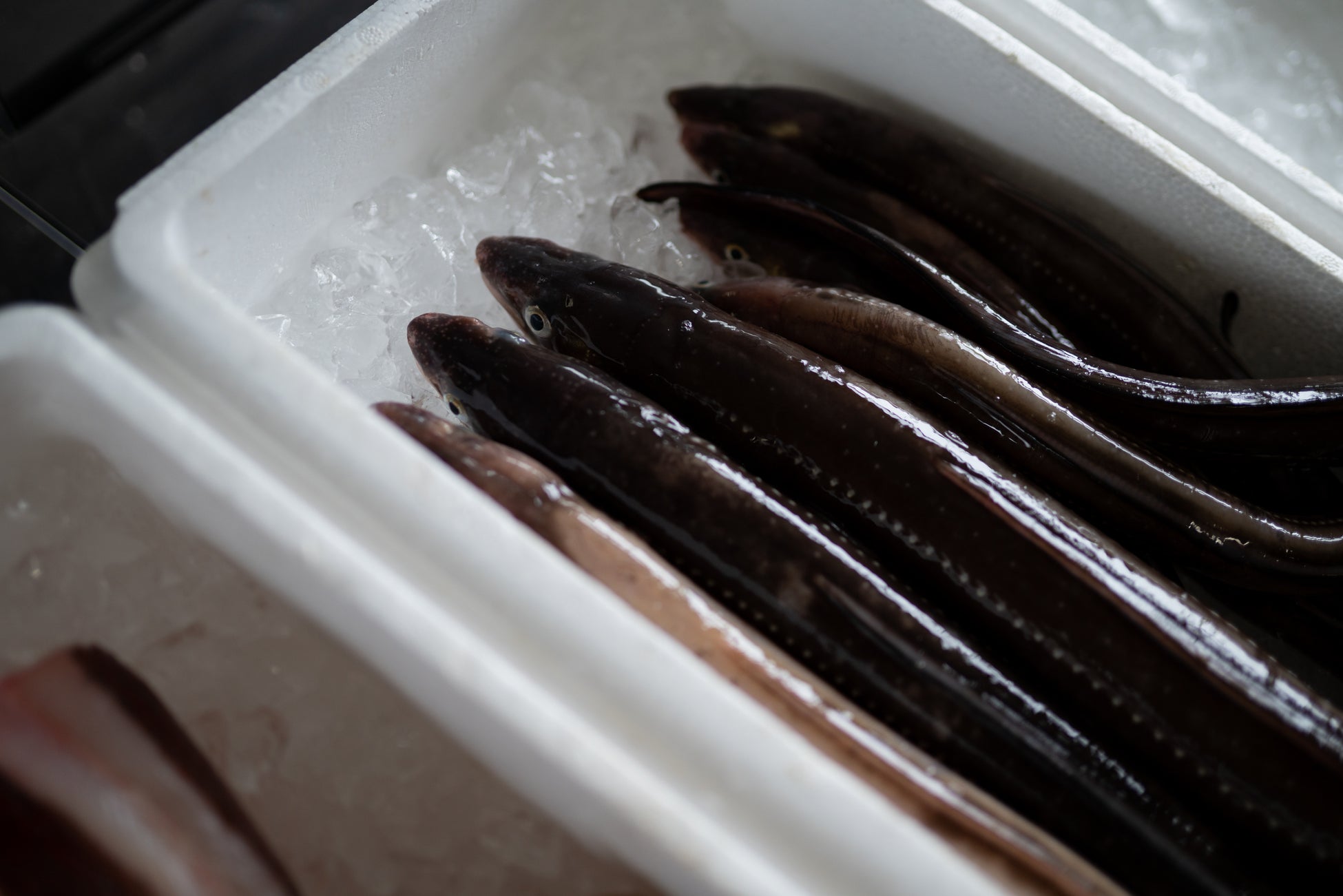 いわき産アナゴ