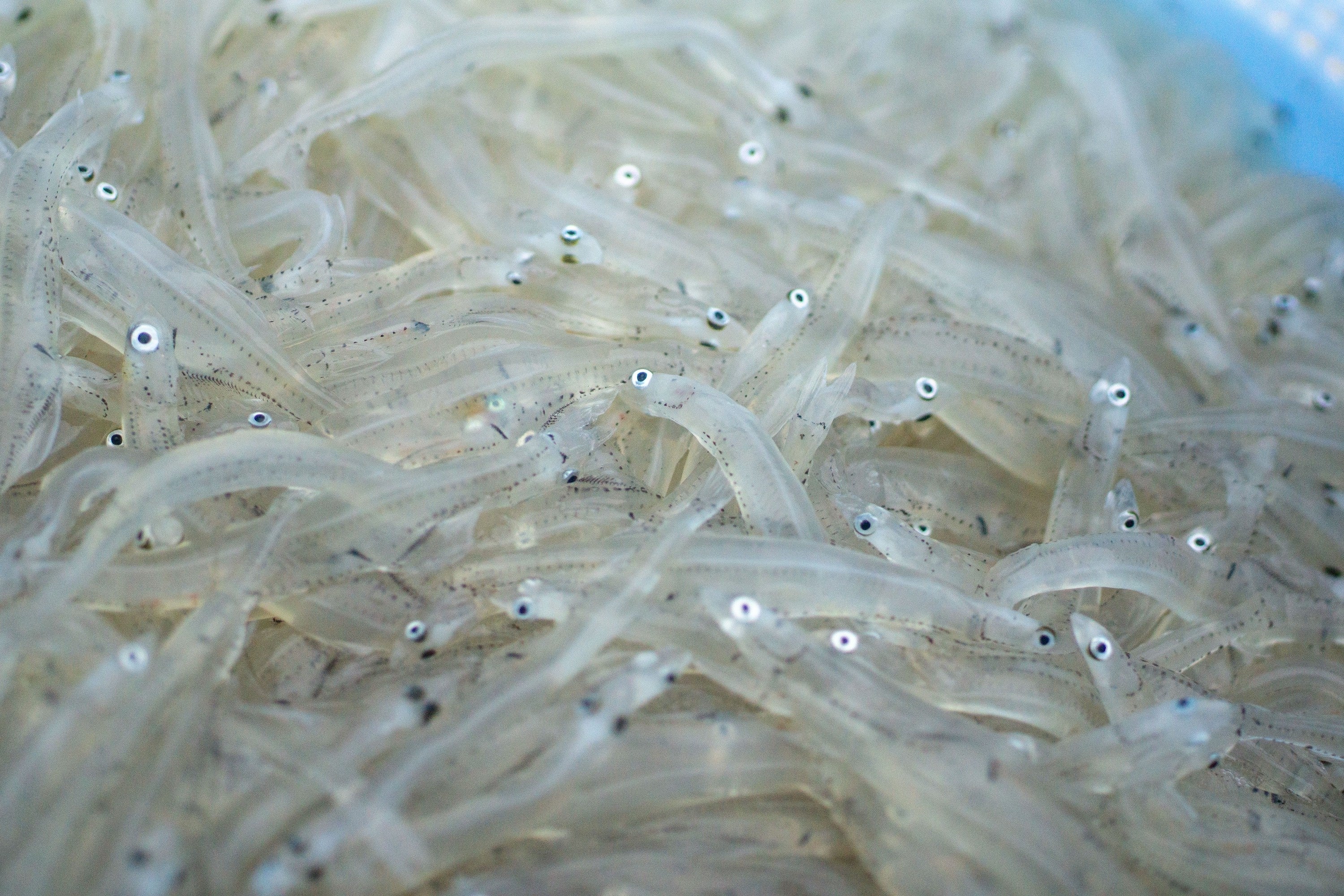 浪江産シラウオ