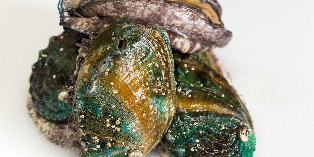 三陸翡翠あわび