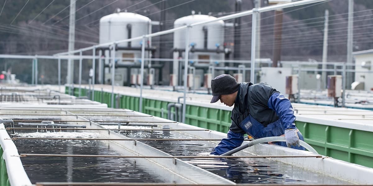 陸上養殖の様子