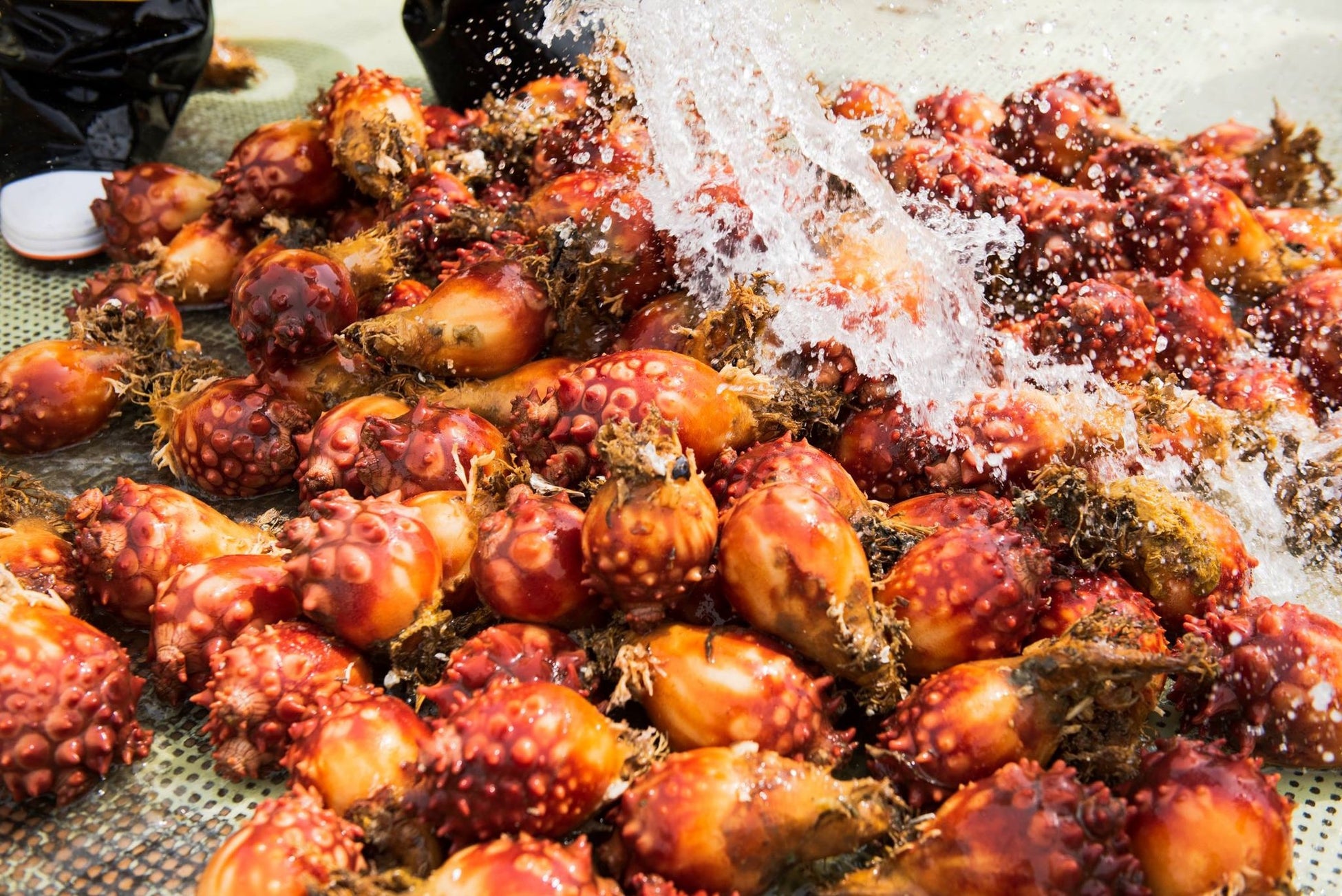 ほやウィーク22開催で ほやの夏が帰ってくる ほや好き韓国との縁から新大久保で今年もやります 昨年大人気だったほや御膳 生ほや 丼が再び登場 新ブランド ほやの極み の即売会も 一般社団法人東の食の会のプレスリリース ほやウィーク22開催で ほやの夏が帰ってくる ほや好き韓国との縁から新大久保で今年もやります 昨年大人気だったほや御膳 生ほや 丼が再び登場 新ブランド ほやの極み の即売会も 一般社団法人東の食の会のプレスリリース