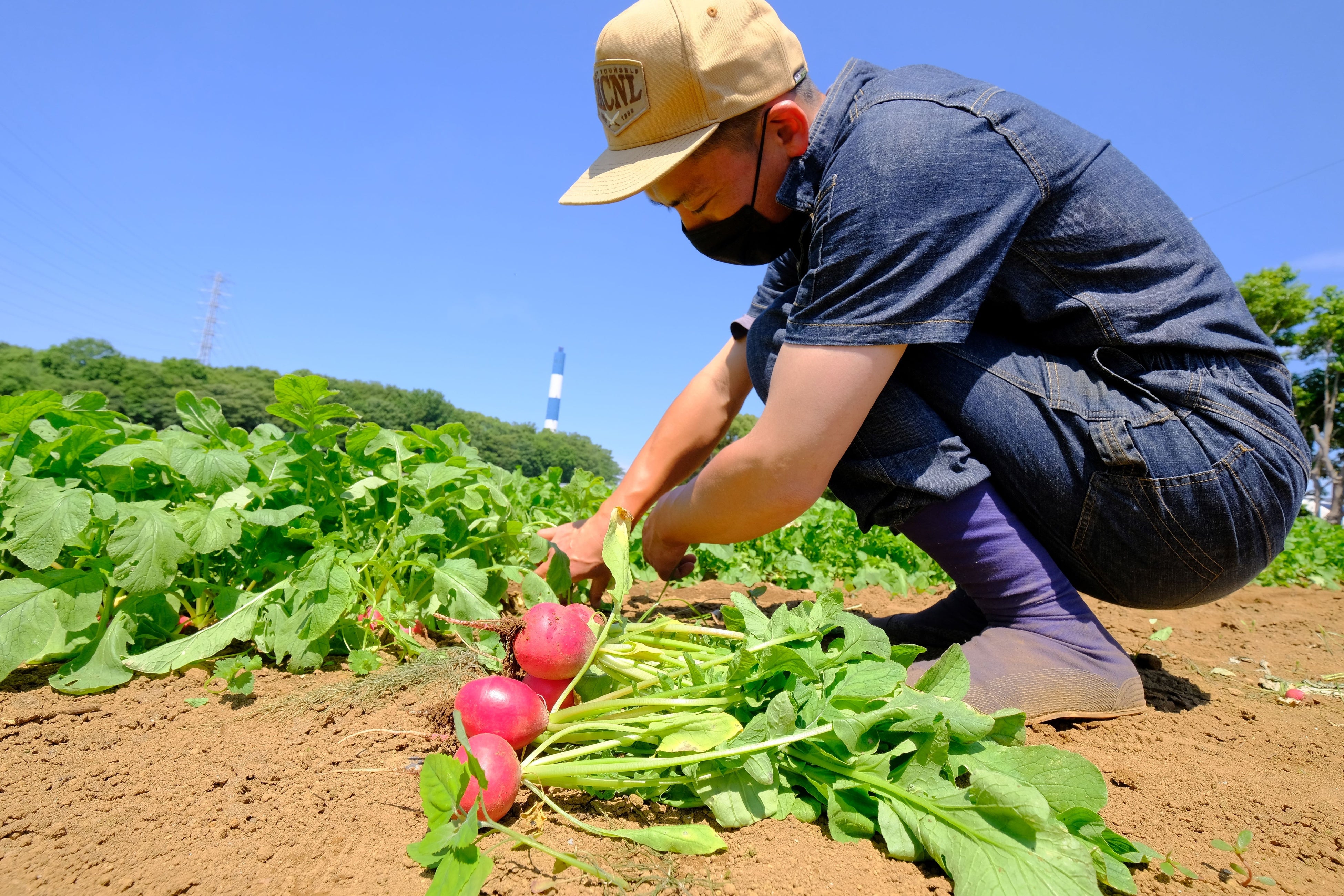 都筑野菜を栽培する「& Arts Factory」