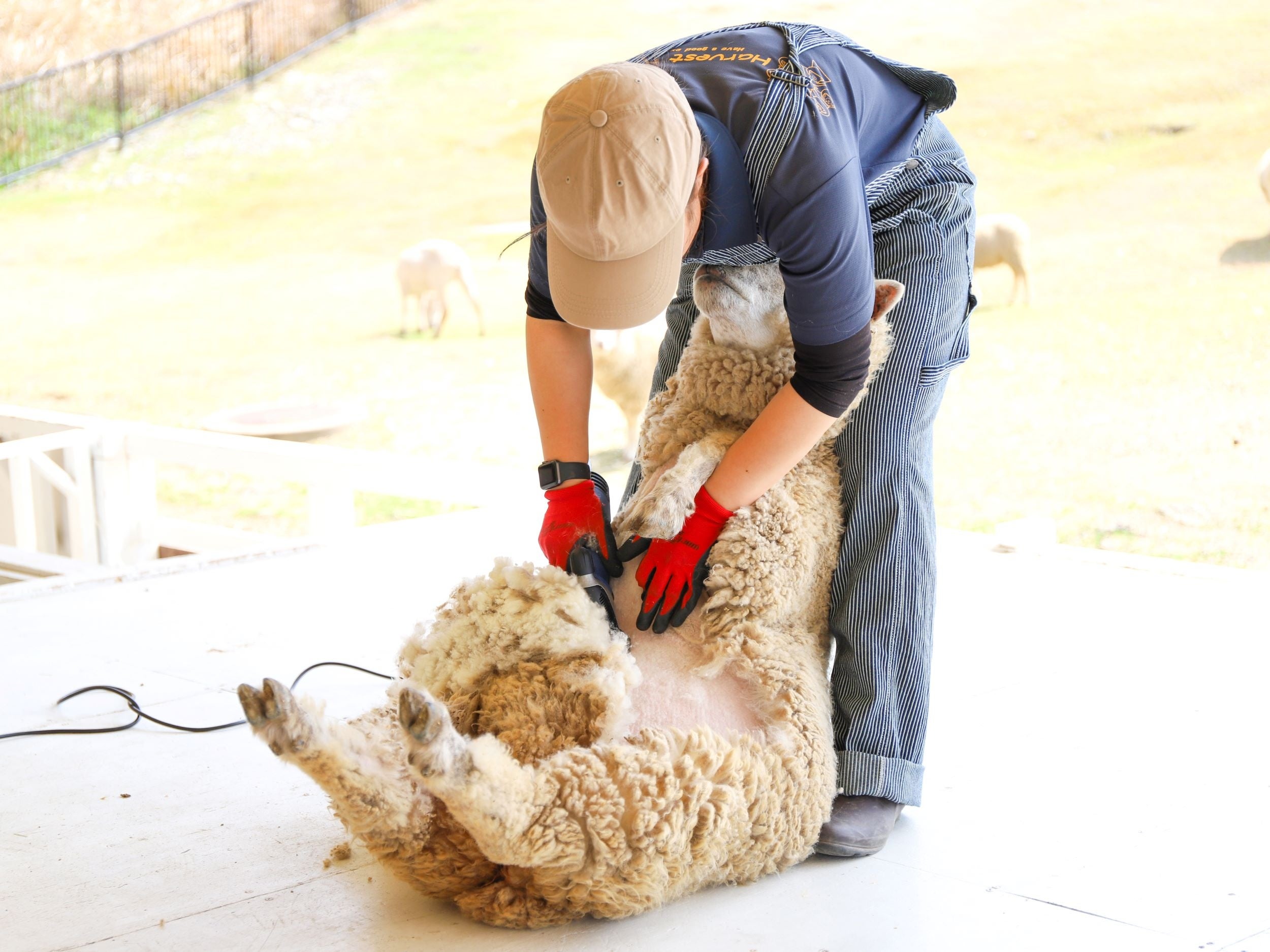 羊の毛刈りショー