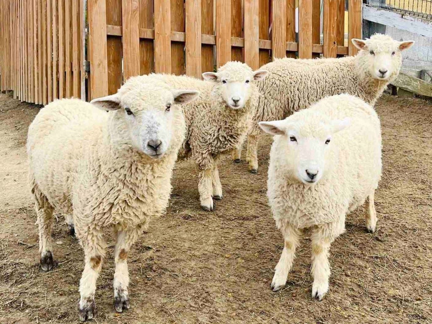 2022年に産まれた仔羊たち