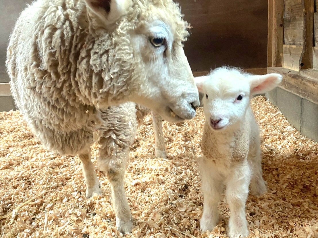 「めめ」と仔羊(1頭目)