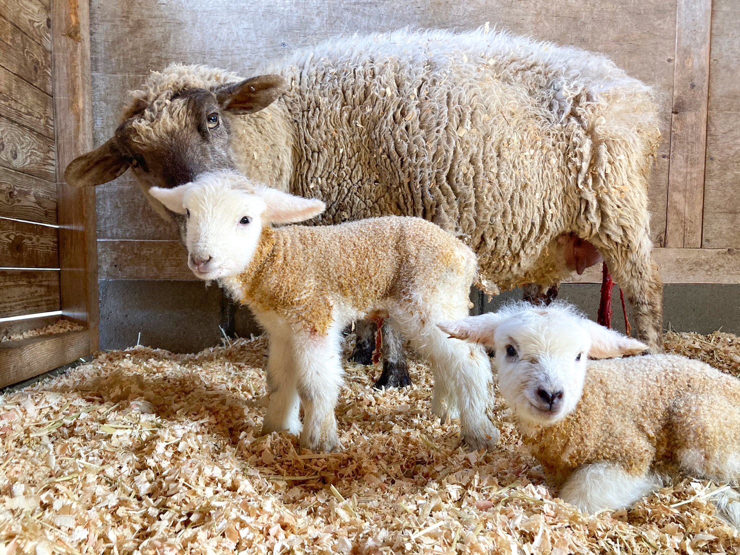 「ひの」と双子の仔羊(2・3頭目)