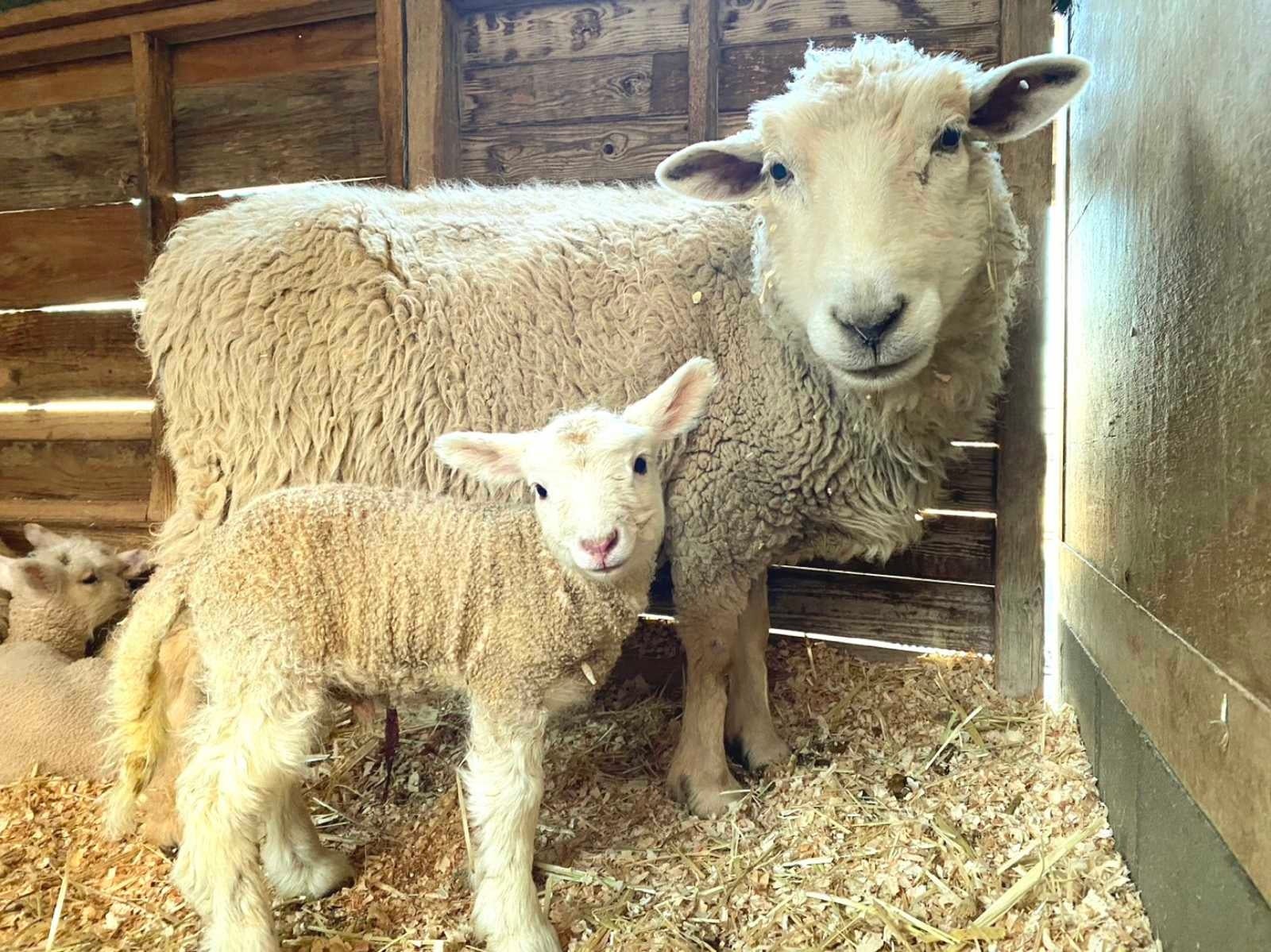 「きのこ」と仔羊(4頭目)