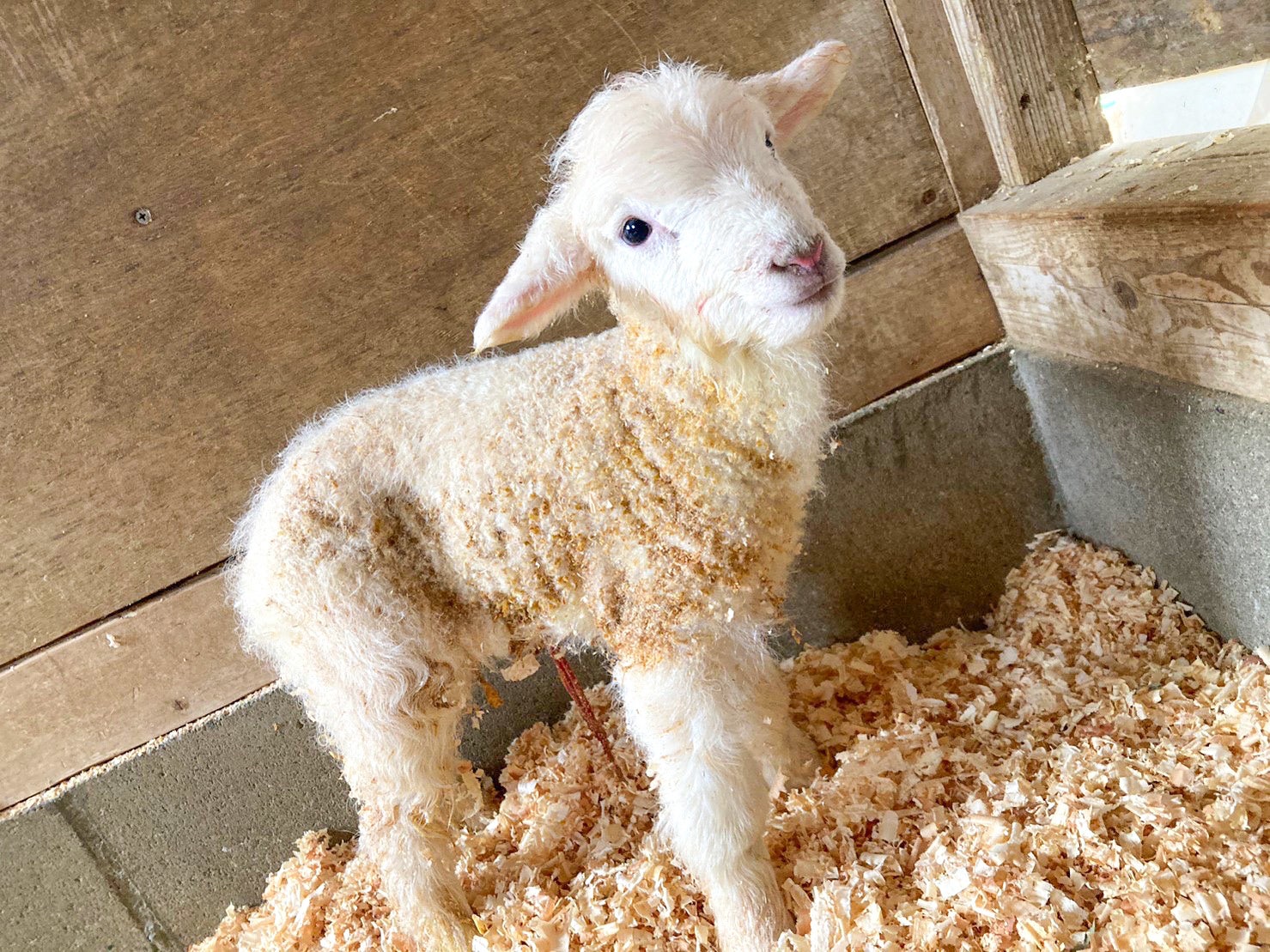 先月産まれた仔羊