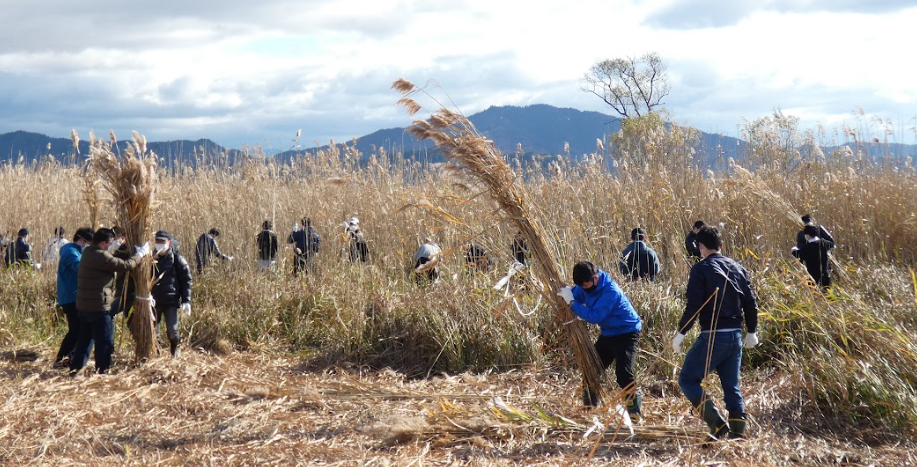 滋賀県で行われたヨシ刈りに参加した時の様子