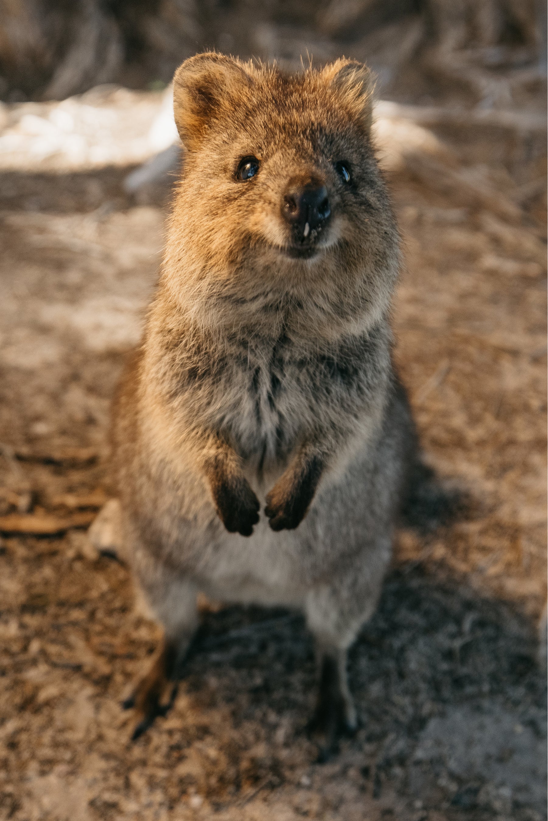 ロットネスト島・世界一幸せな動物クオッカ