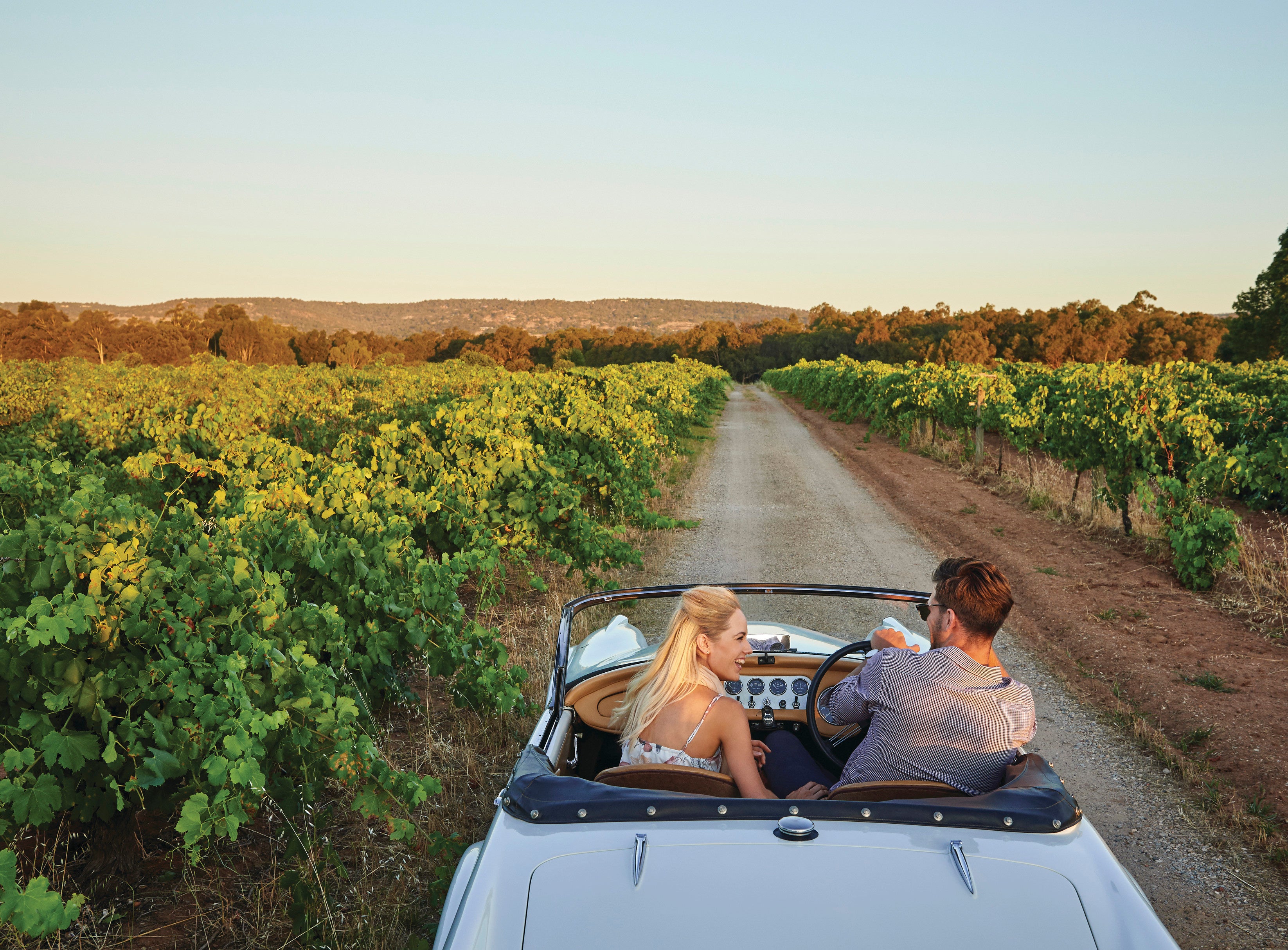 スワンバレーのブドウ畑を行くドライブ