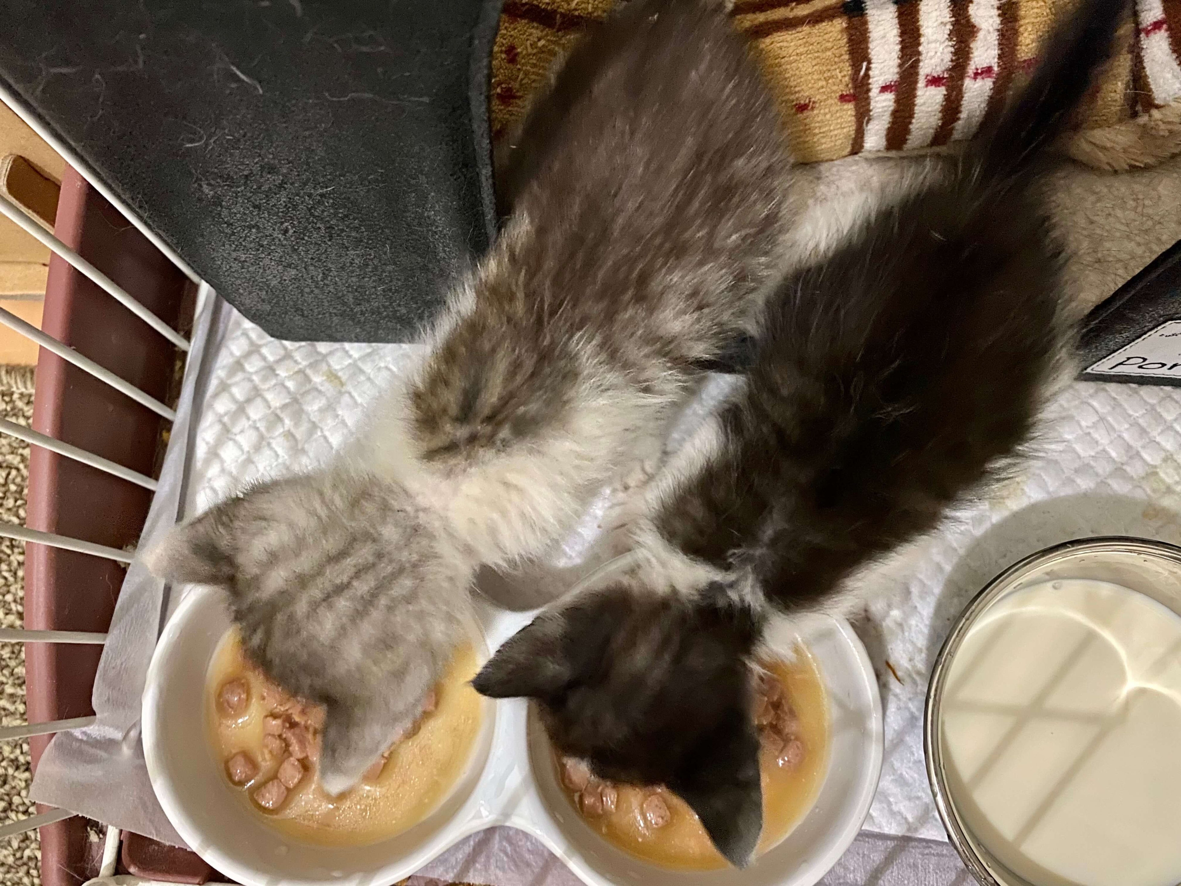 過去に保護した300gの子猫たち