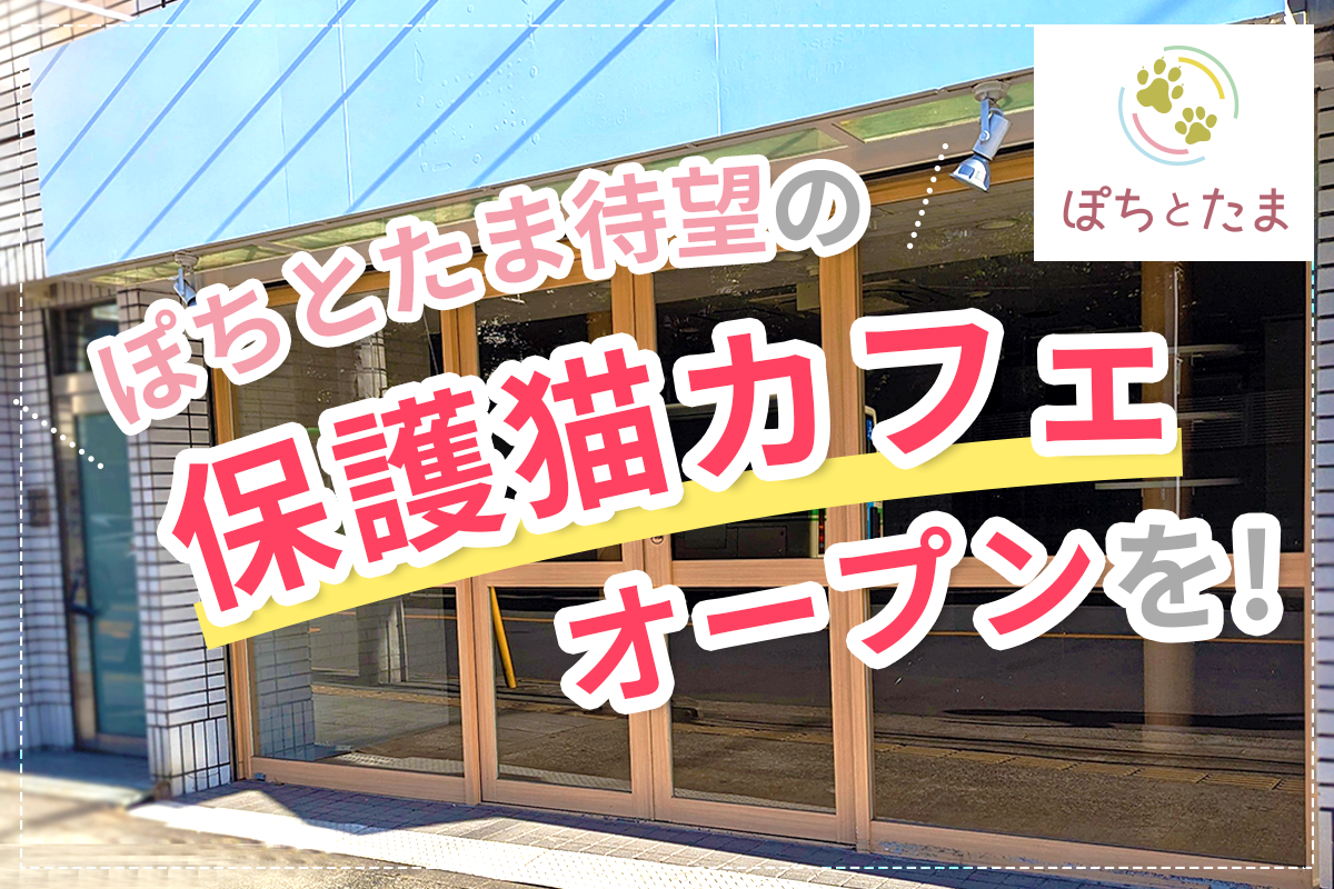 保護猫カフェオープンへ向けて