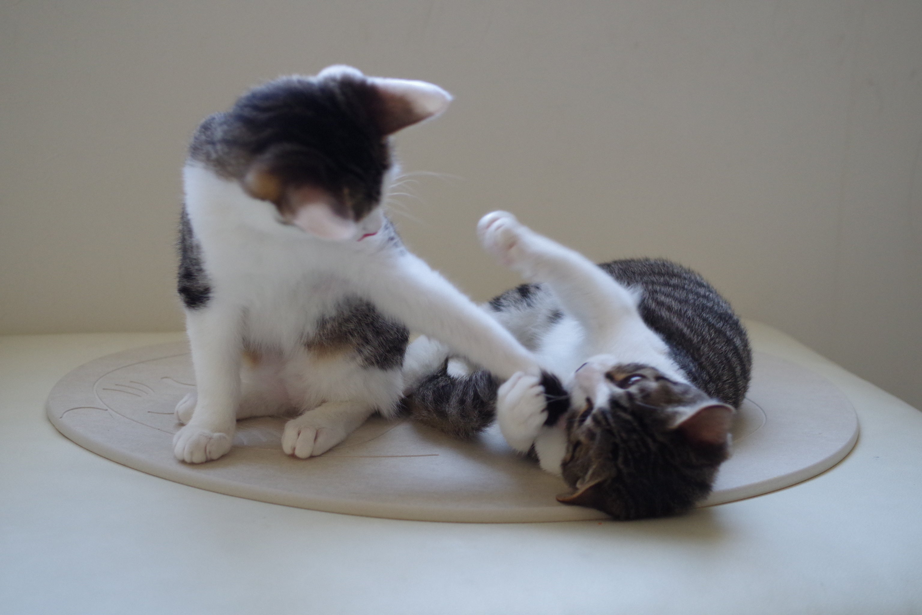 【rinknicoさん限定】猫・ネコろぶマット rinknicoさん限定】猫・ネコろぶマット 楽天市場】【当店限定