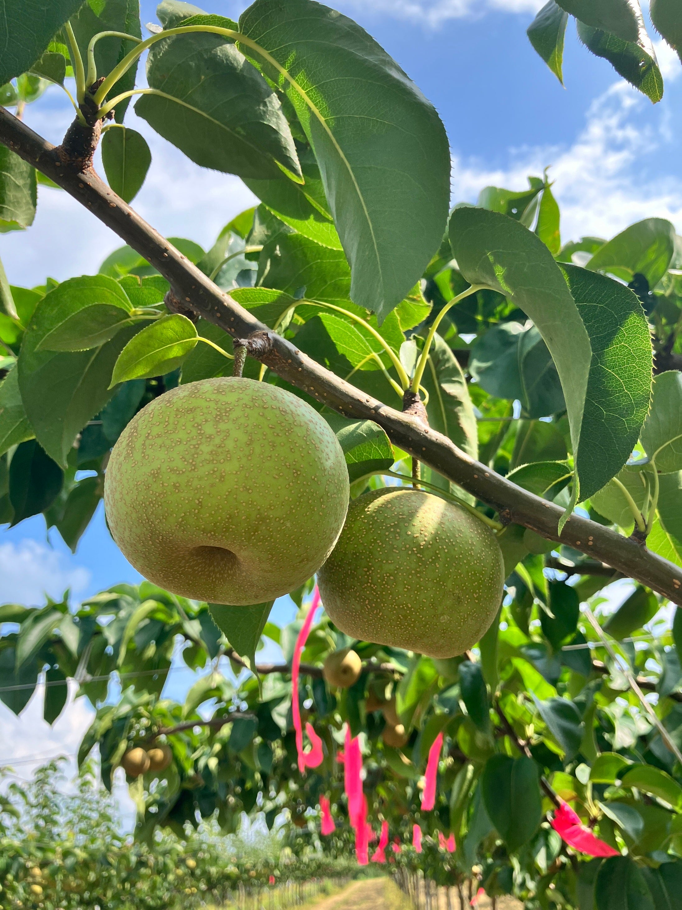 大きく実った長野県の梨