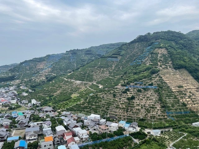 ＜山裾から山頂まで連なるみかん畑＞
