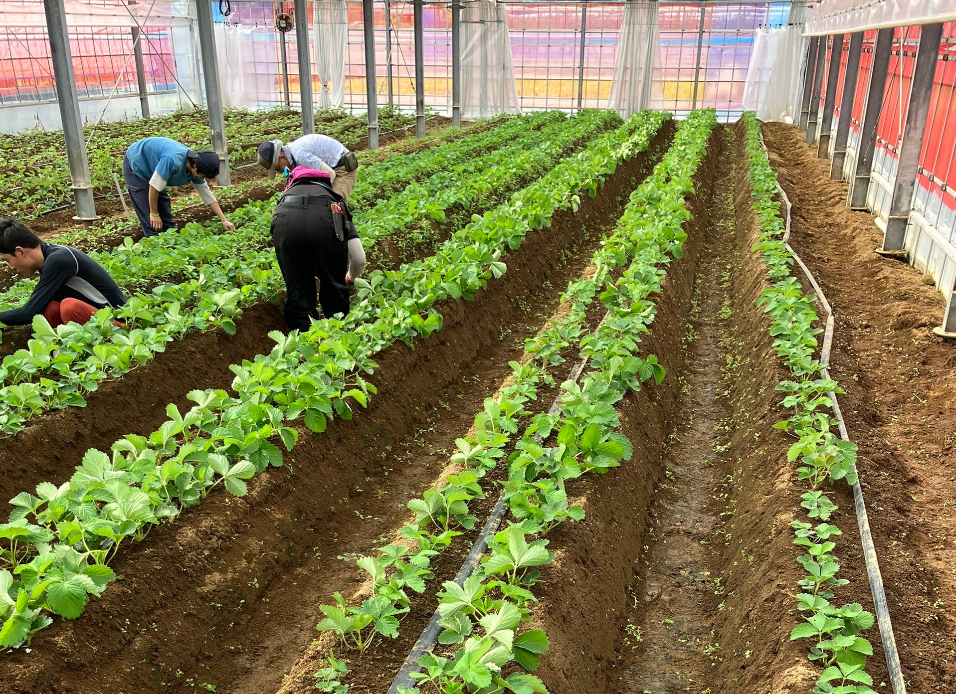 Ken´sGardenでのいちご栽培作業の様子