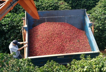 収穫されたコーヒー豆の実