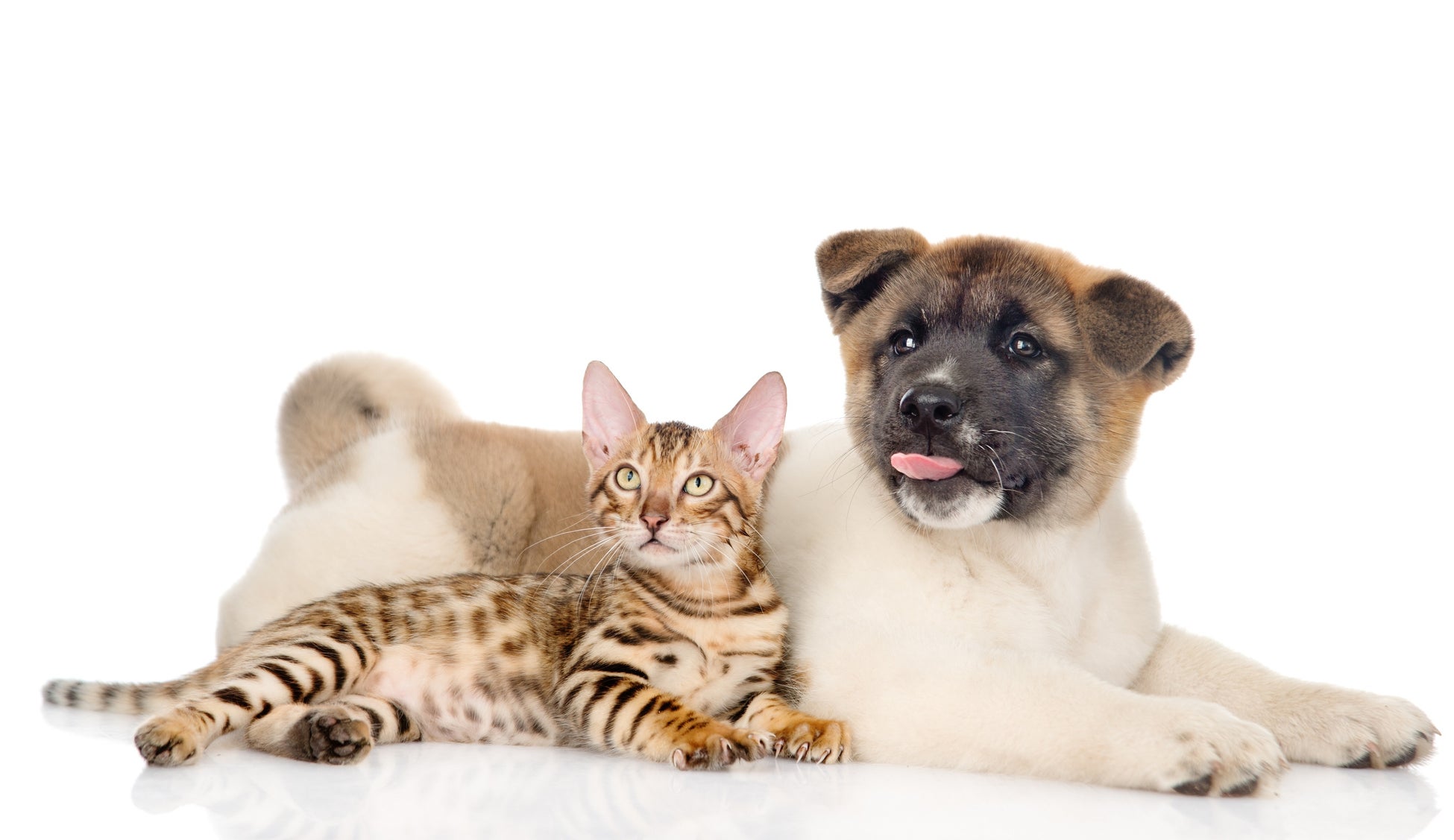 初登場から僅か3年 犬 猫共に むぎ が2連覇達成 ペットの名前ランキング22 アイペット損害保険株式会社のプレスリリース 初登場から僅か3年 犬 猫共に むぎ が2連覇達成 ペットの名前ランキング22 アイペット損害保険株式会社のプレスリリース