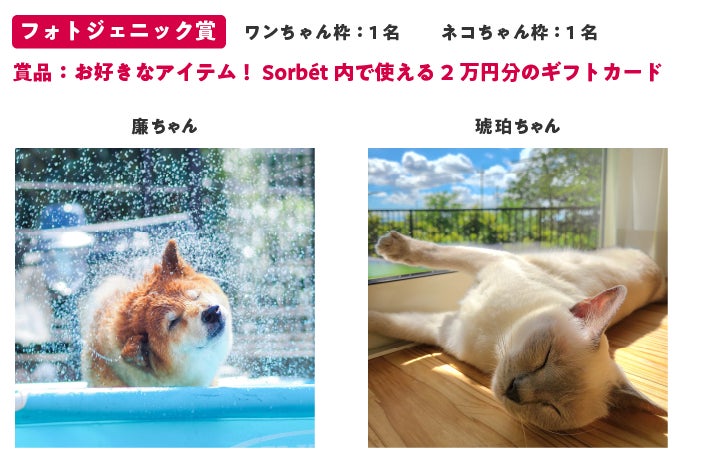 フォロワー様は価格から10%OFF【ペット画オーダー(A4サイズ 1匹 フォロワー様は価格から10%OFF【ペット画オーダー(A4サイズ 1匹