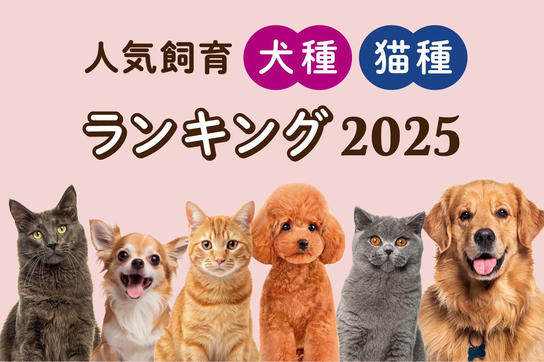 「人気飼育犬種・猫種ランキング2025年版」発表! | 第一アイペット損害保険株式会社のプレスリリース
