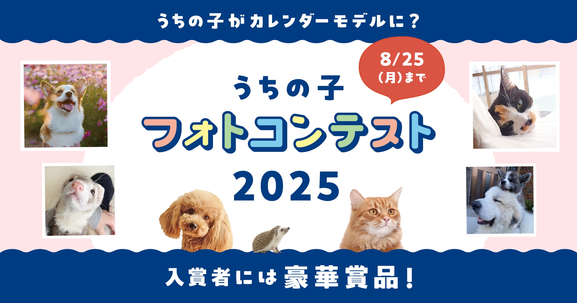 アイペット「うちの子フォトコンテスト2025」投稿キャンペーン開始 アイペット「うちの子フォトコンテスト2025」投稿キャンペーン開始
