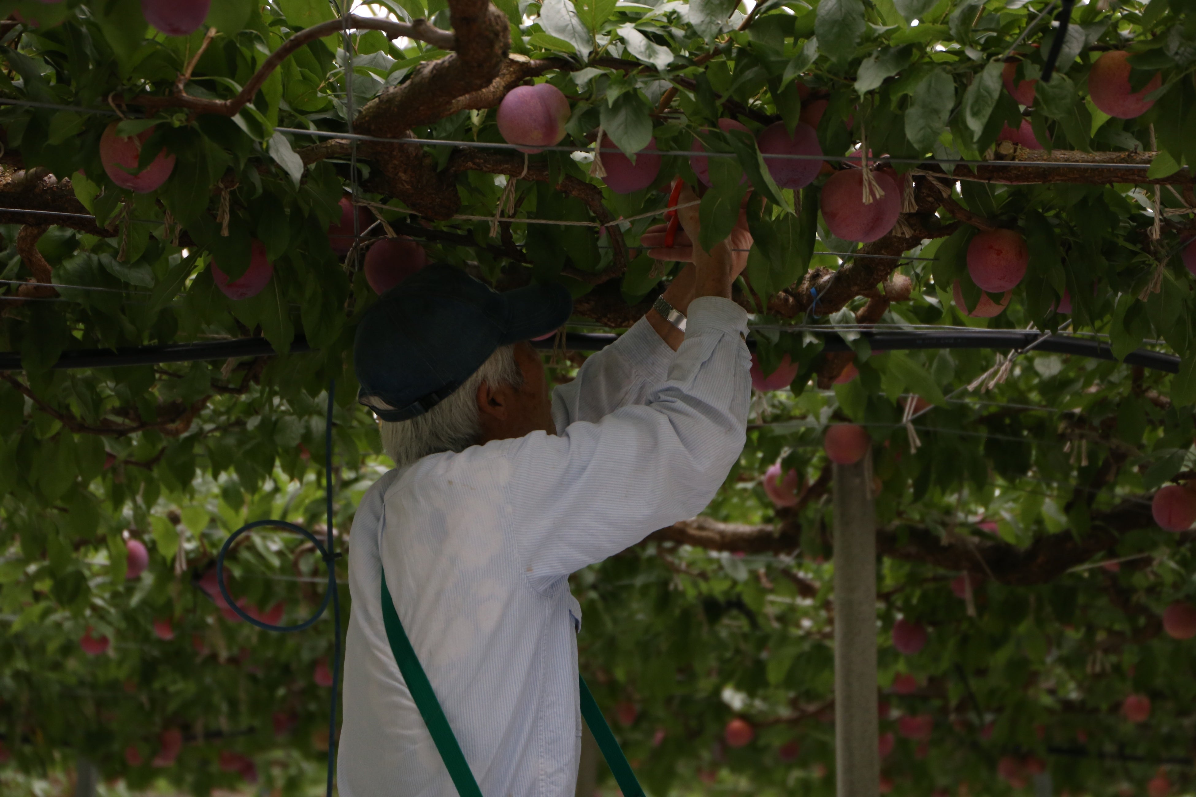 その日に収穫したものをその日に販売