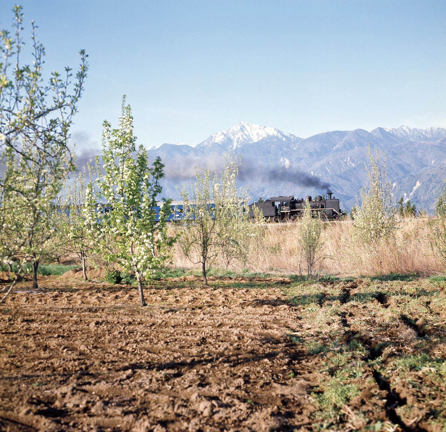 果樹の花咲く頃