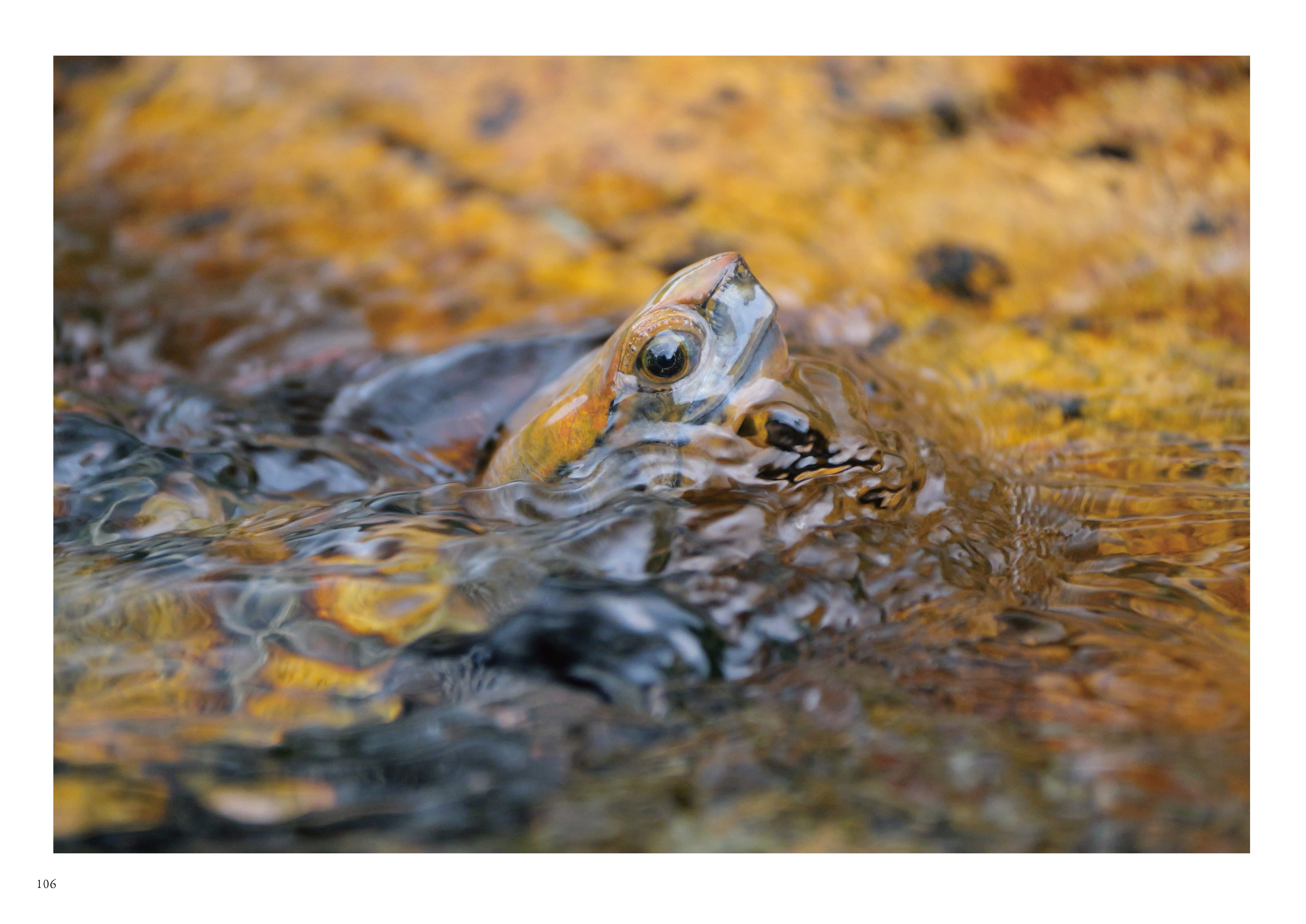 在銘 平安 田中守節刻 親子亀 香炉 銅製 石亀 ニホンイシガメ 銭亀 ゼニガメ 縁起物 子孫繁栄 不老長寿 金運上昇 風水 煎茶道具 茶道具 尾長親子亀 蓑亀 緑毛亀 カメ 銅製 金属工芸 重3.76kg 置物 縁起物