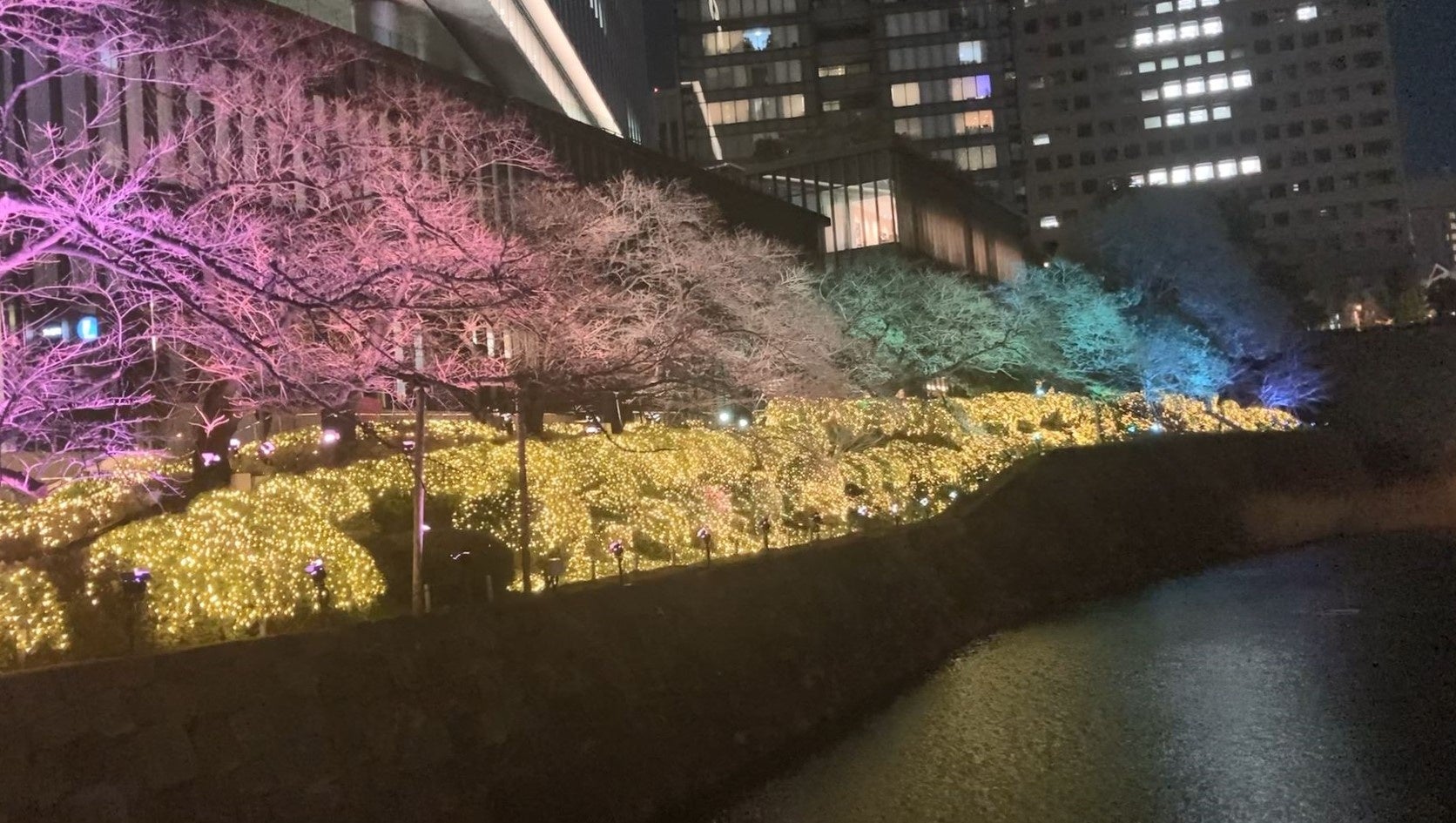 夜桜ライティングショー (過去の様子)