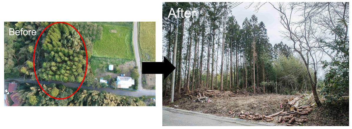 木の伐採前後の現場の様子