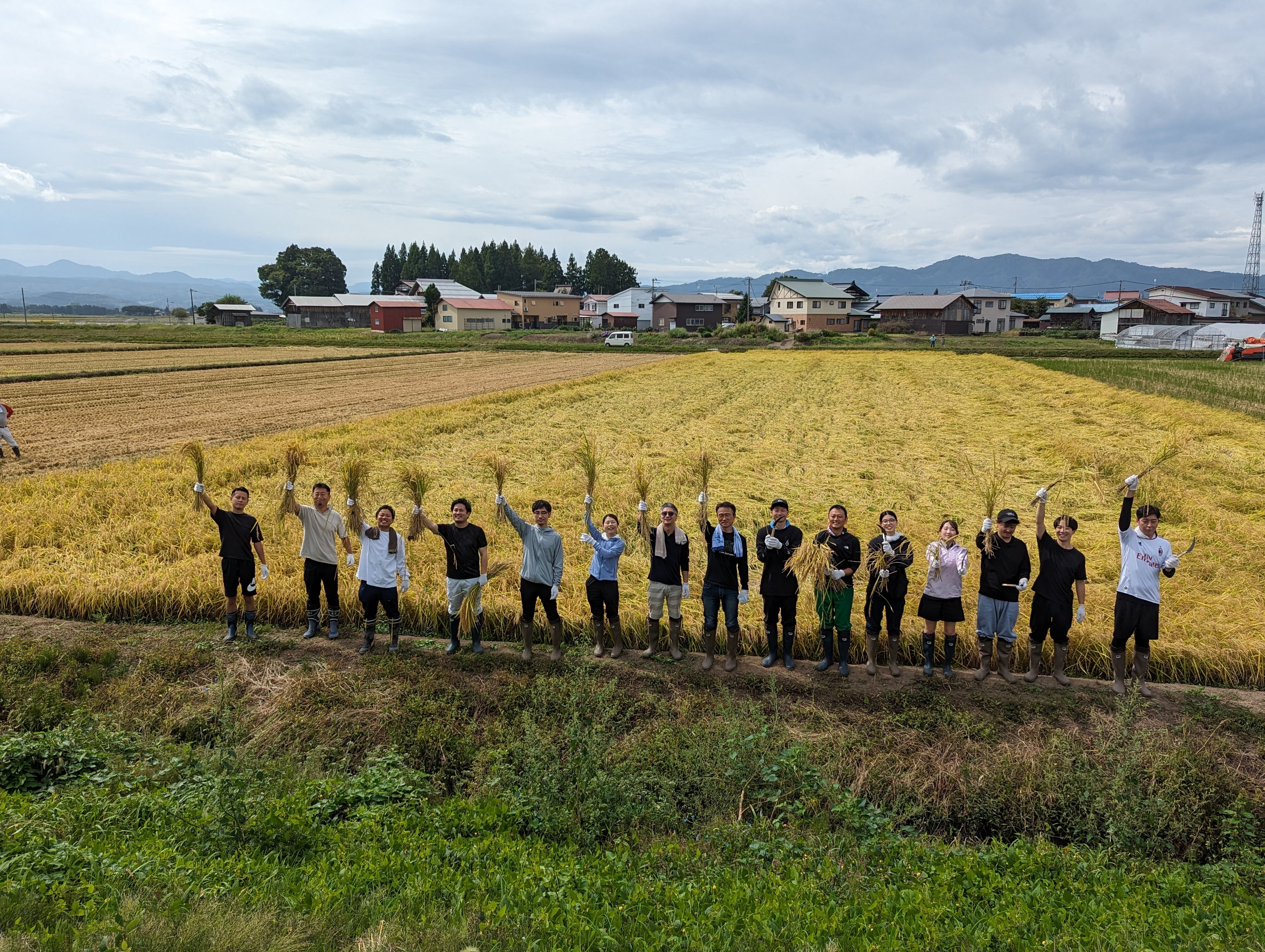 ▲稲刈りの様子