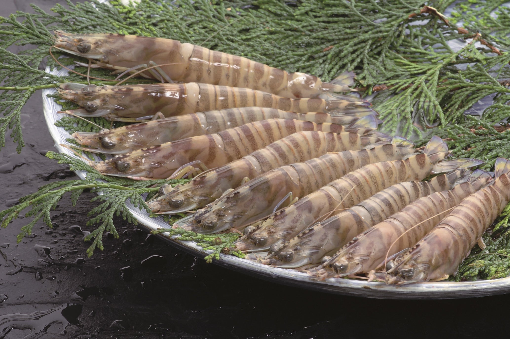 国産クルマエビ