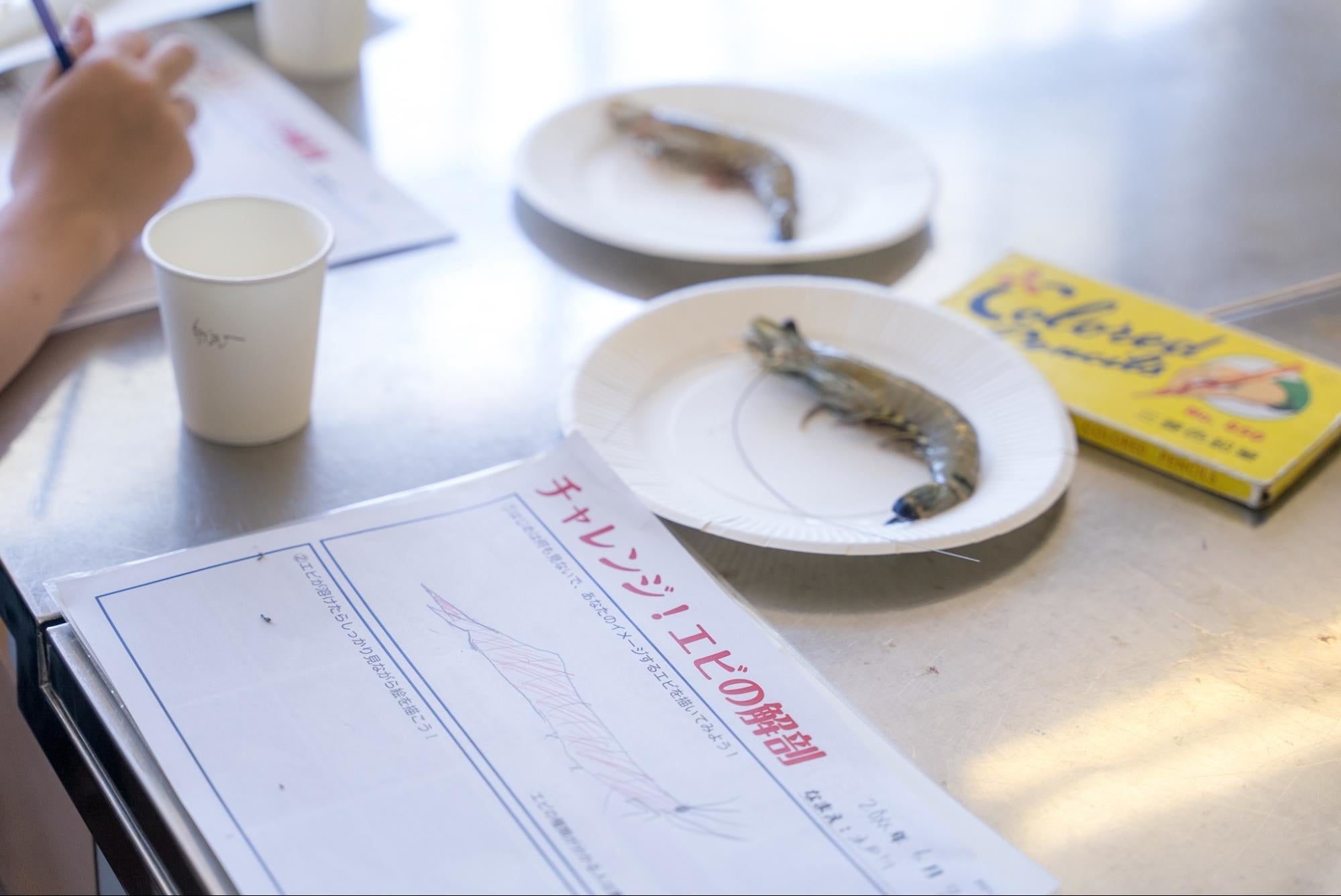 エビのイラストを描く様子