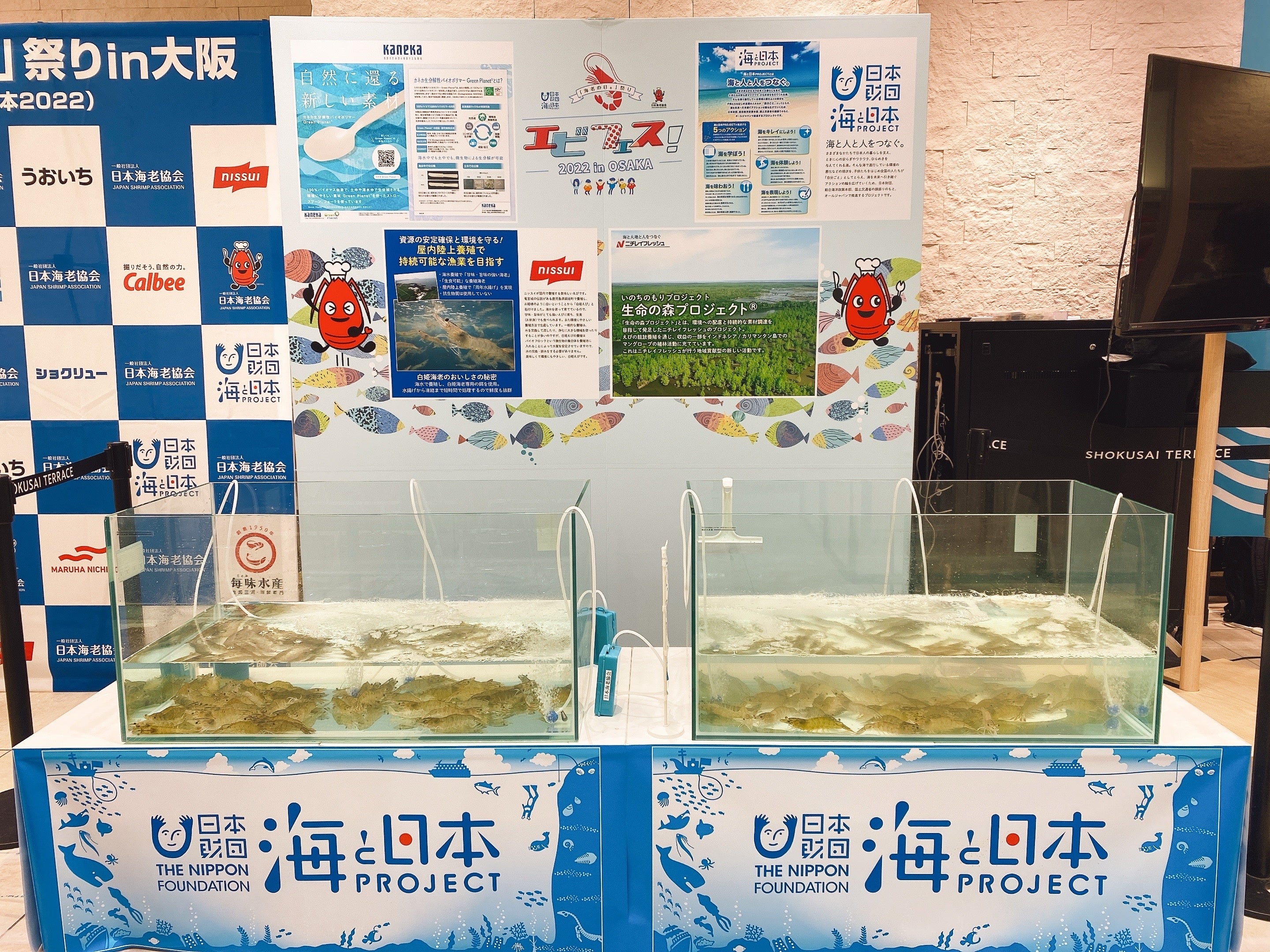 海老のつかみ取り水槽展示