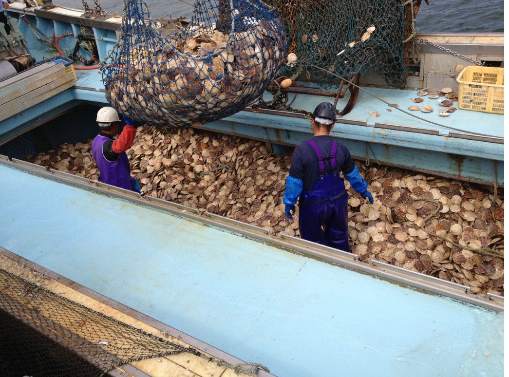 ホタテ貝水揚げ風景